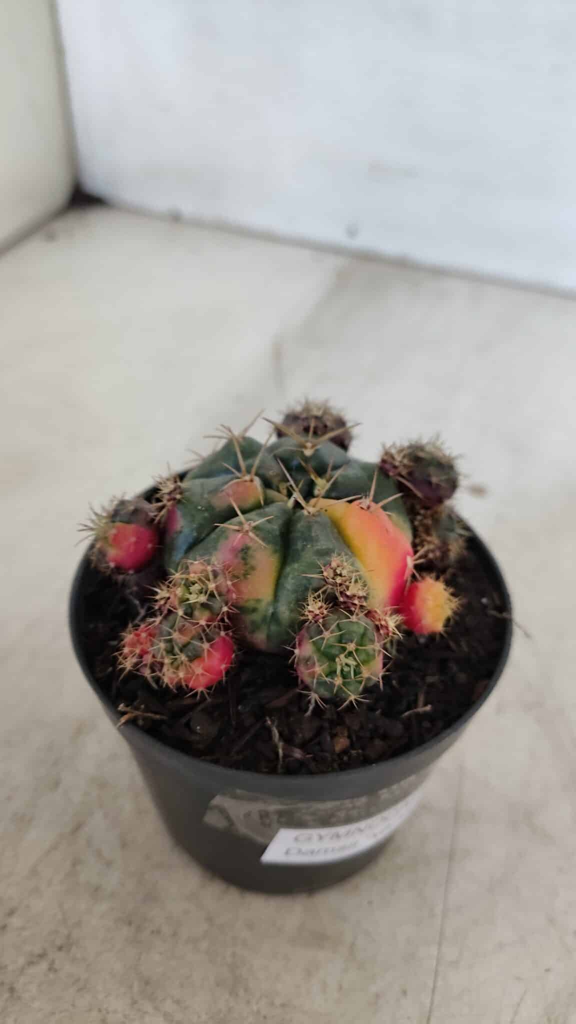 Gymnocalycium DAMSII VARIEGATA Nº 13 – vaso 09