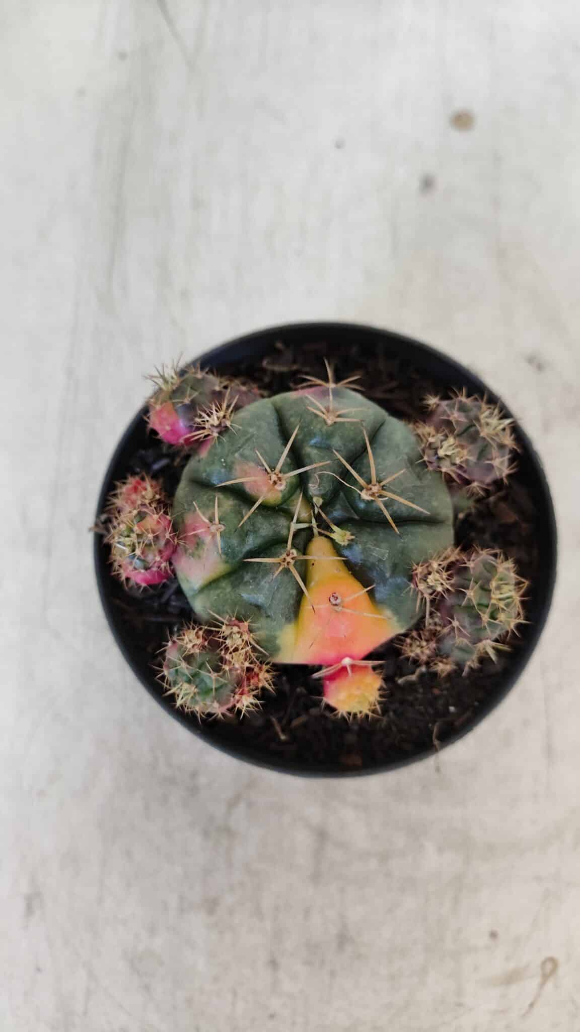 Gymnocalycium DAMSII VARIEGATA Nº 13 – vaso 09