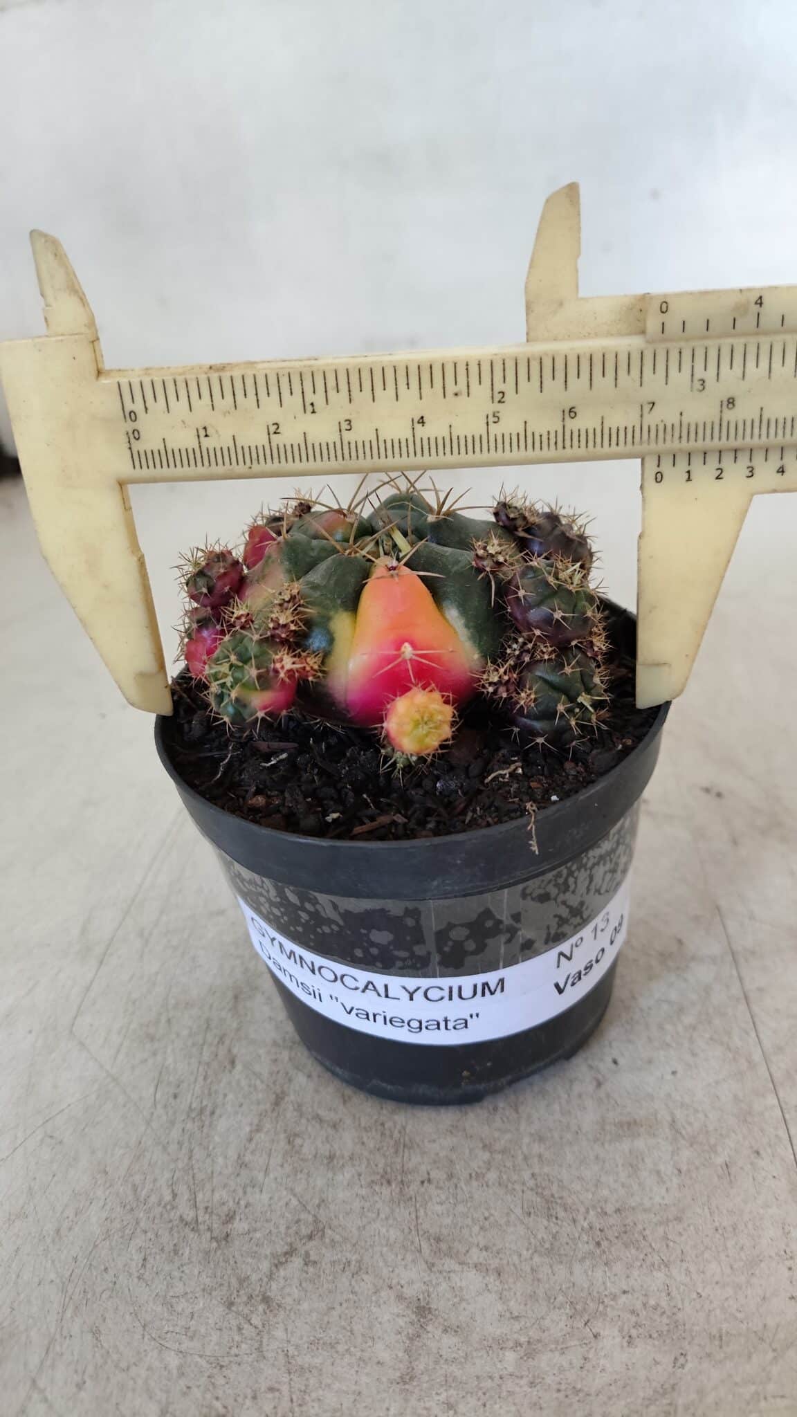Gymnocalycium DAMSII VARIEGATA Nº 13 – vaso 09