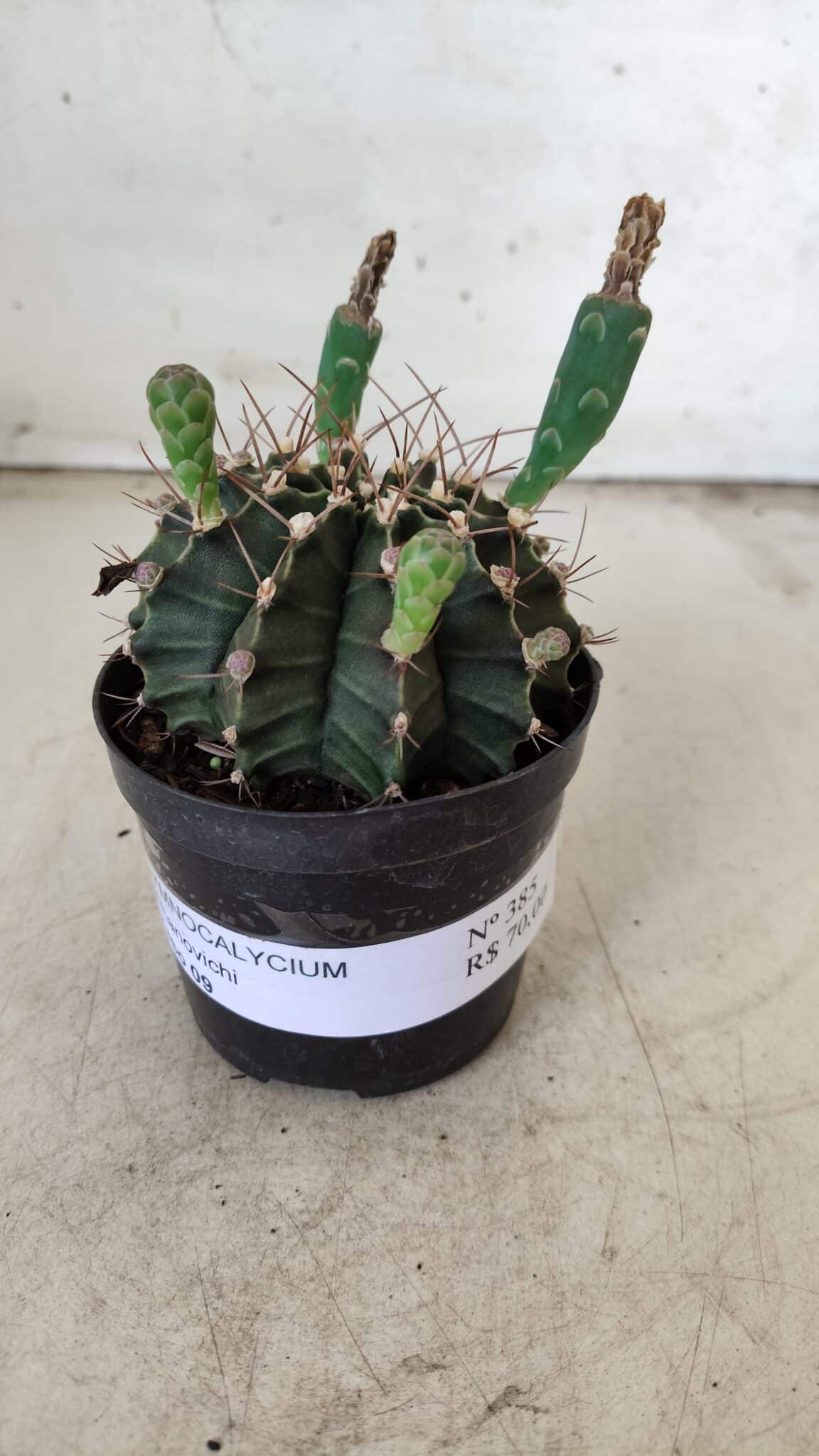 Gymnocalycium Mihanovichii  Nº 385 – vaso 09