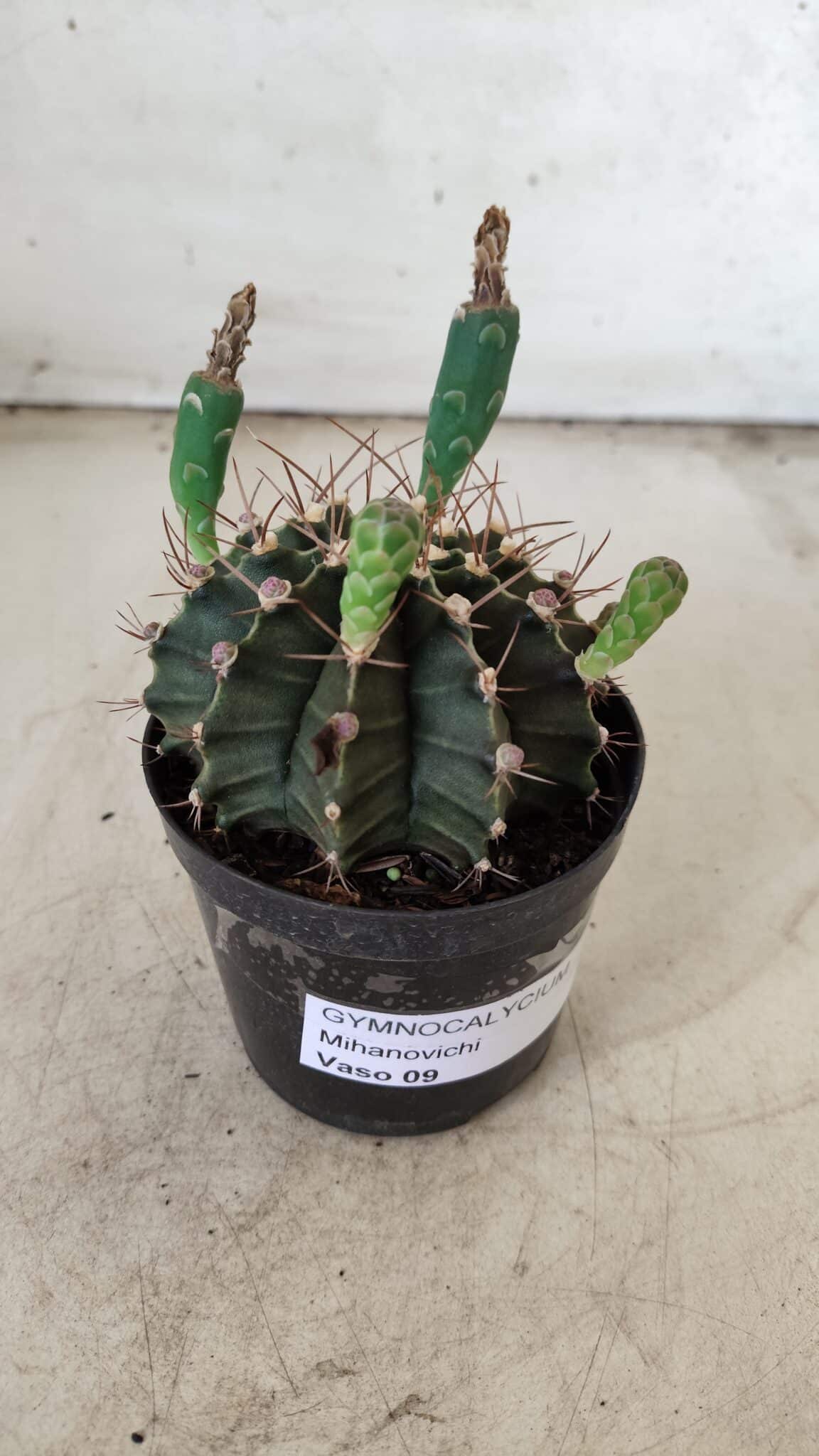 Gymnocalycium Mihanovichii  Nº 385 – vaso 09