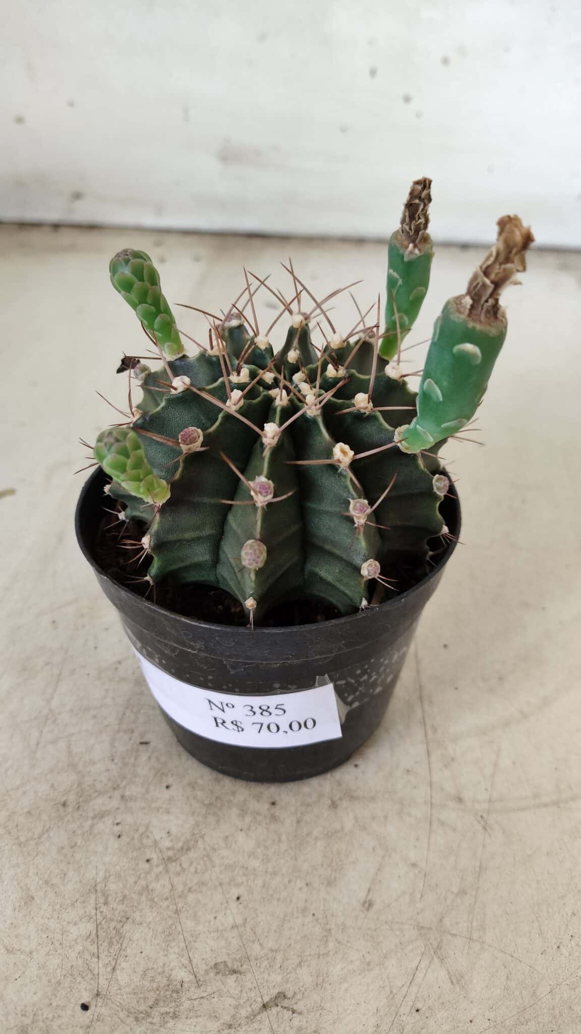 Gymnocalycium Mihanovichii  Nº 385 – vaso 09