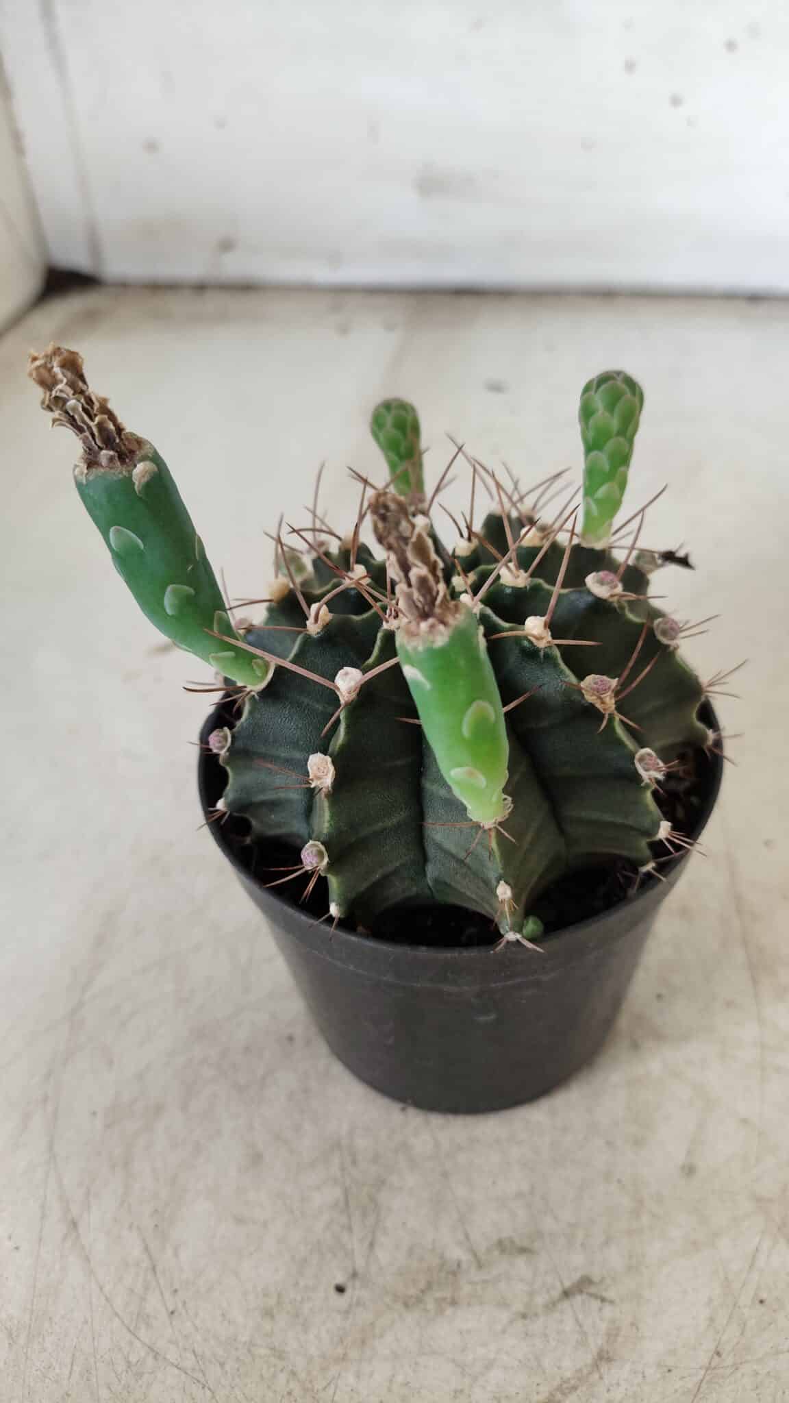 Gymnocalycium Mihanovichii  Nº 385 – vaso 09