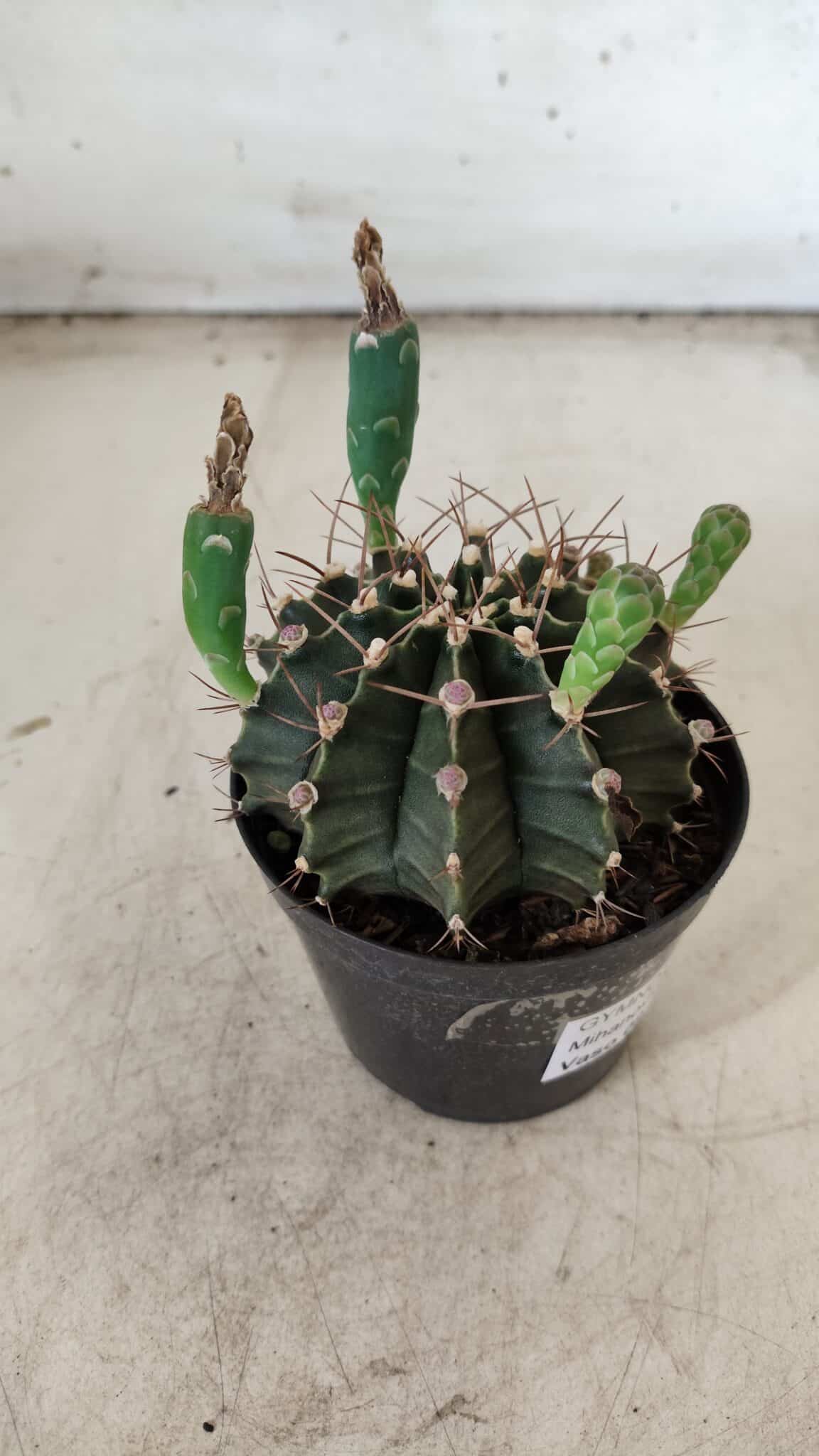Gymnocalycium Mihanovichii  Nº 385 – vaso 09