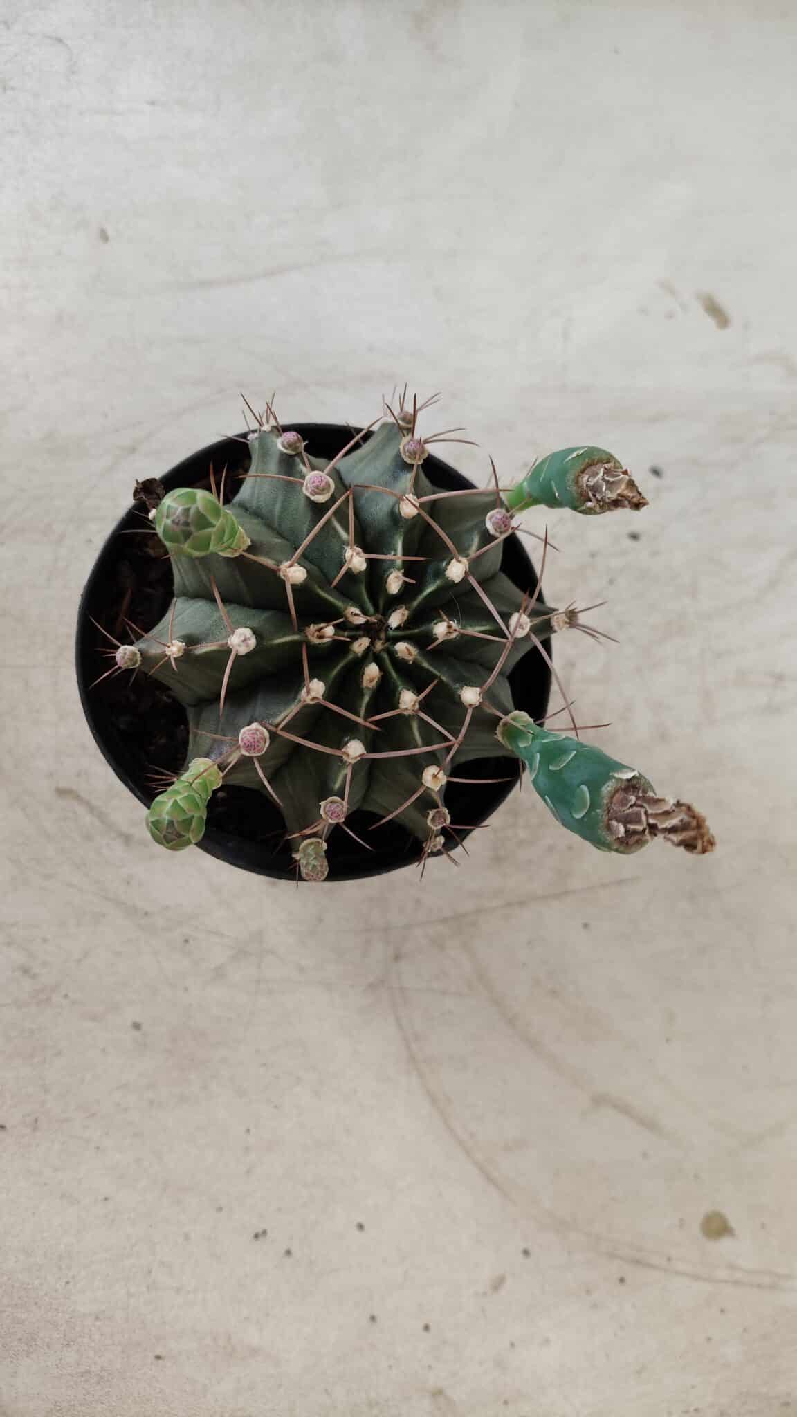 Gymnocalycium Mihanovichii  Nº 385 – vaso 09