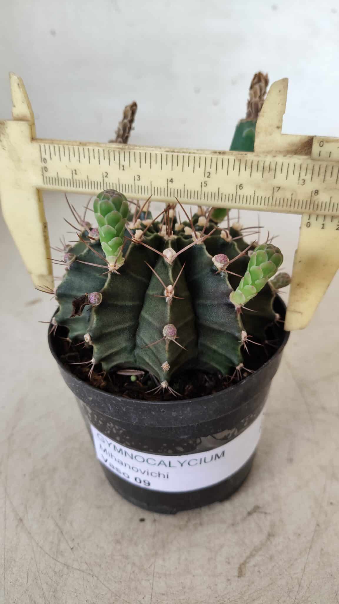 Gymnocalycium Mihanovichii  Nº 385 – vaso 09