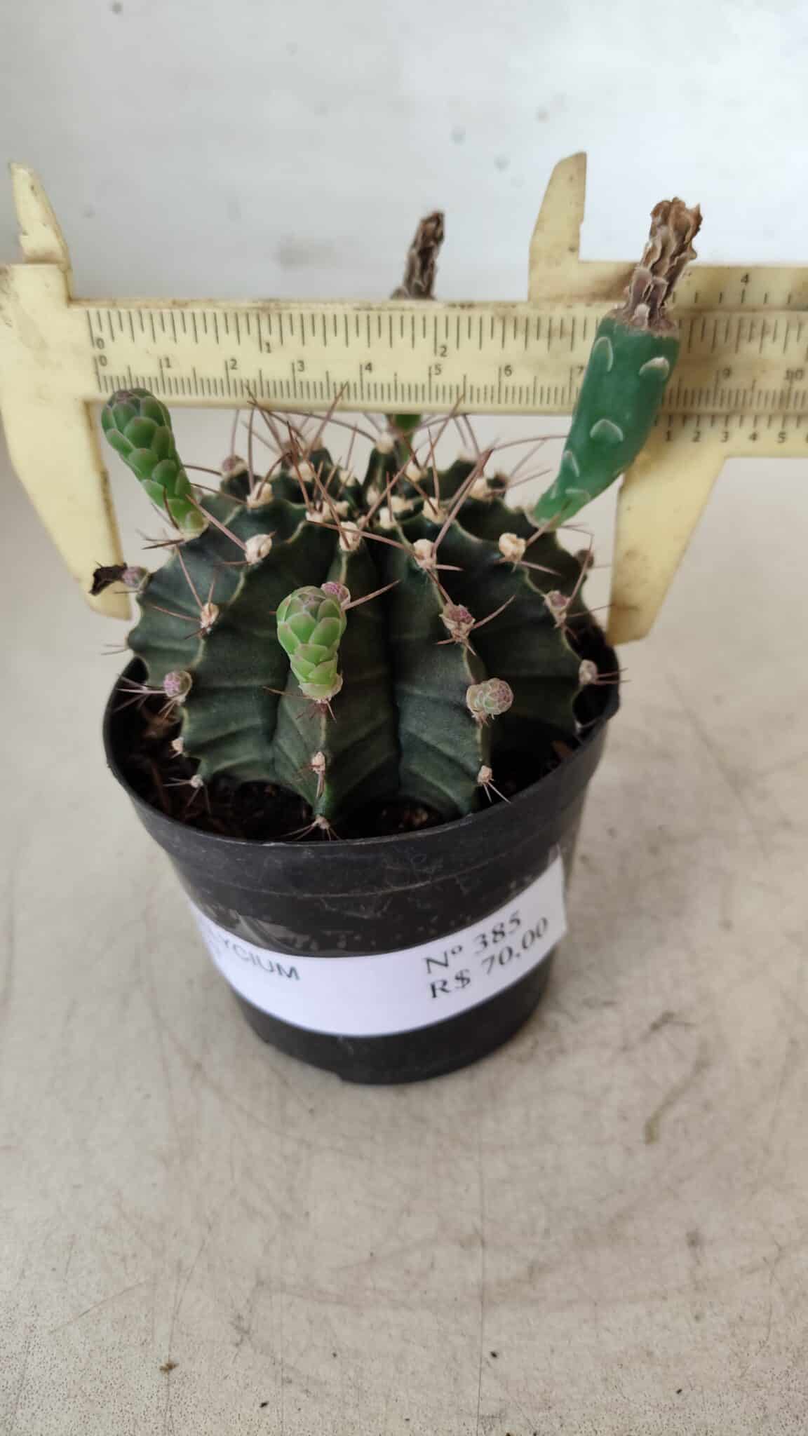 Gymnocalycium Mihanovichii  Nº 385 – vaso 09