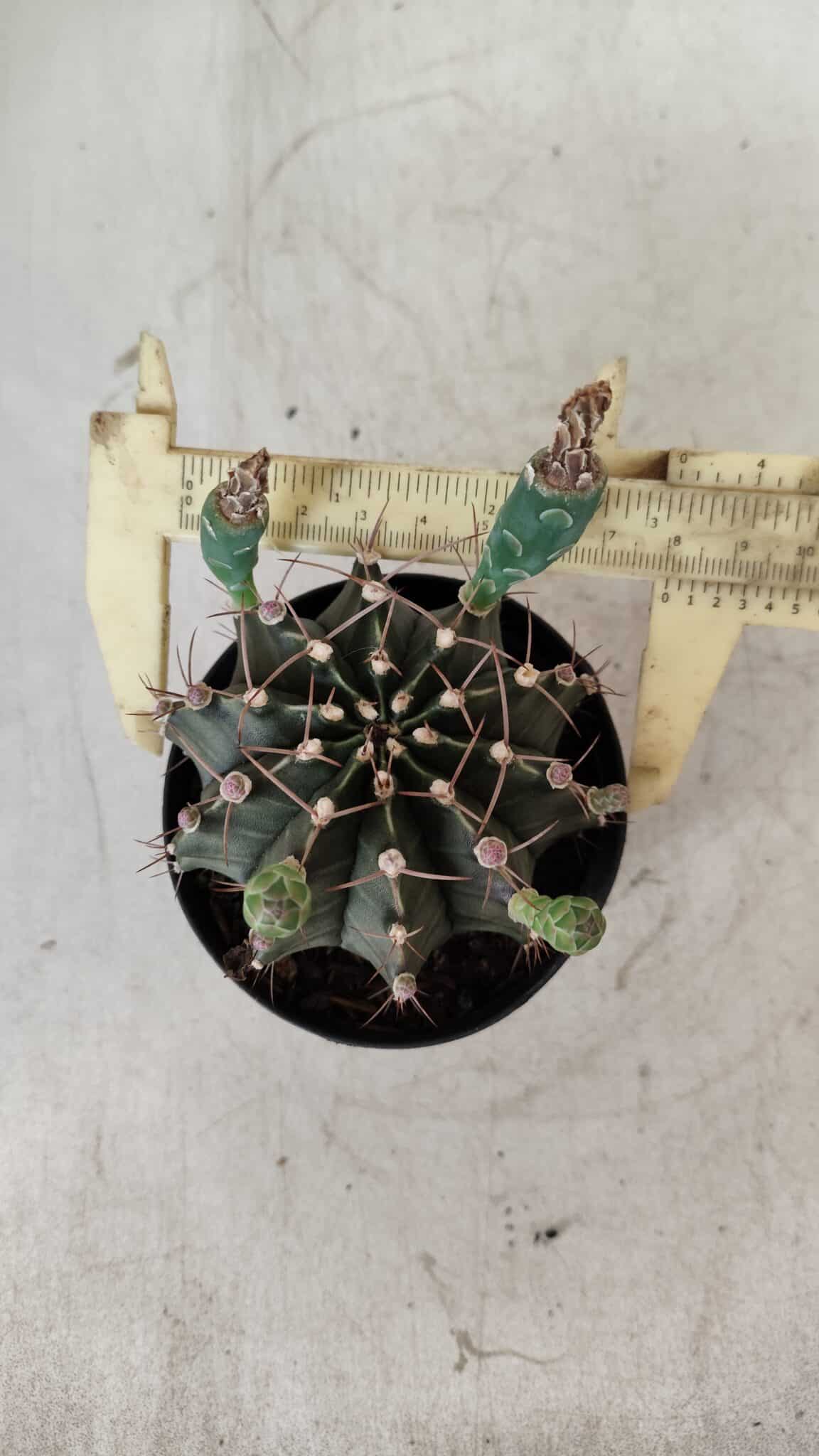 Gymnocalycium Mihanovichii  Nº 385 – vaso 09