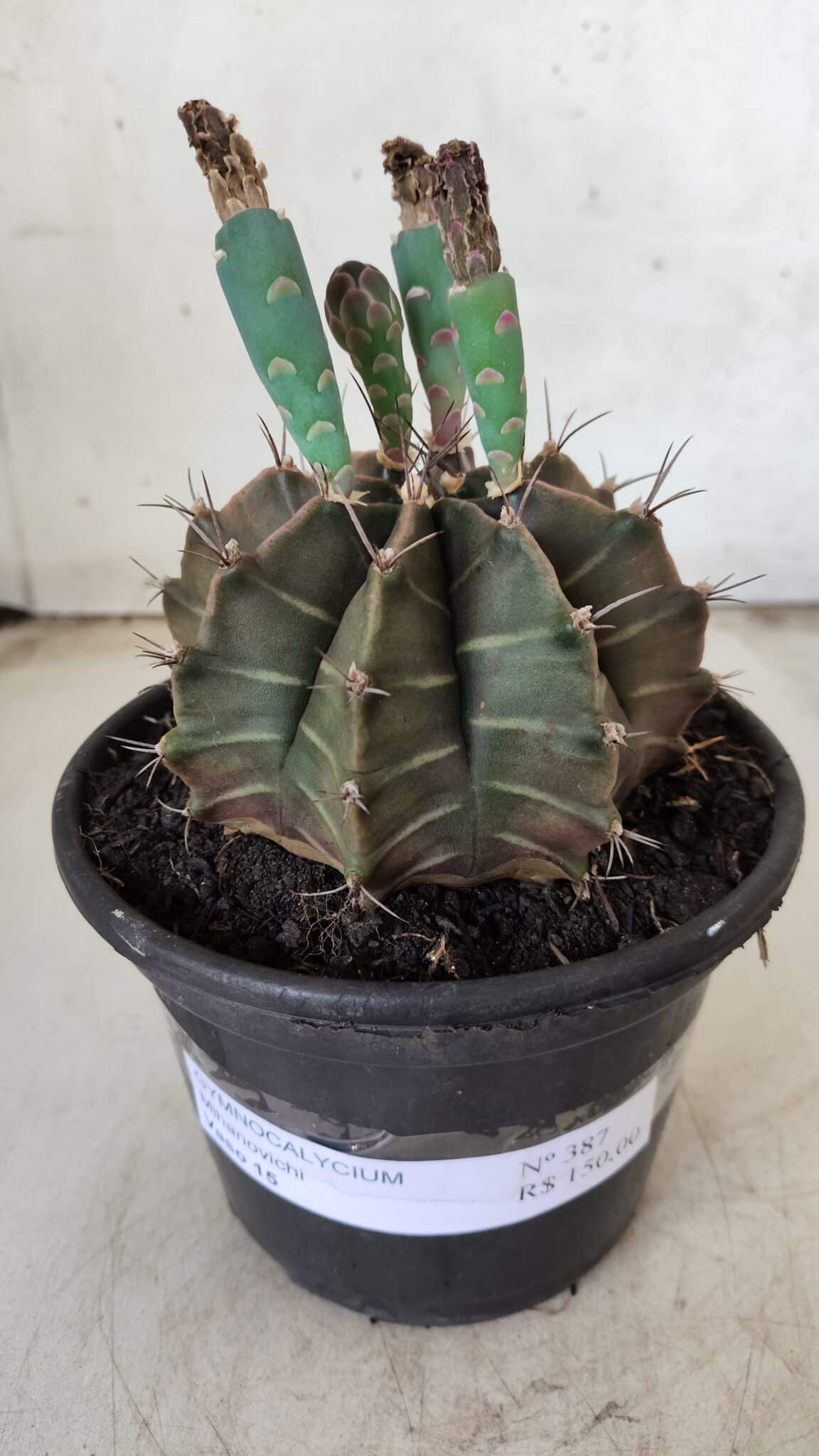 Gymnocalycium Mihanovichii  Nº 387 – vaso 15