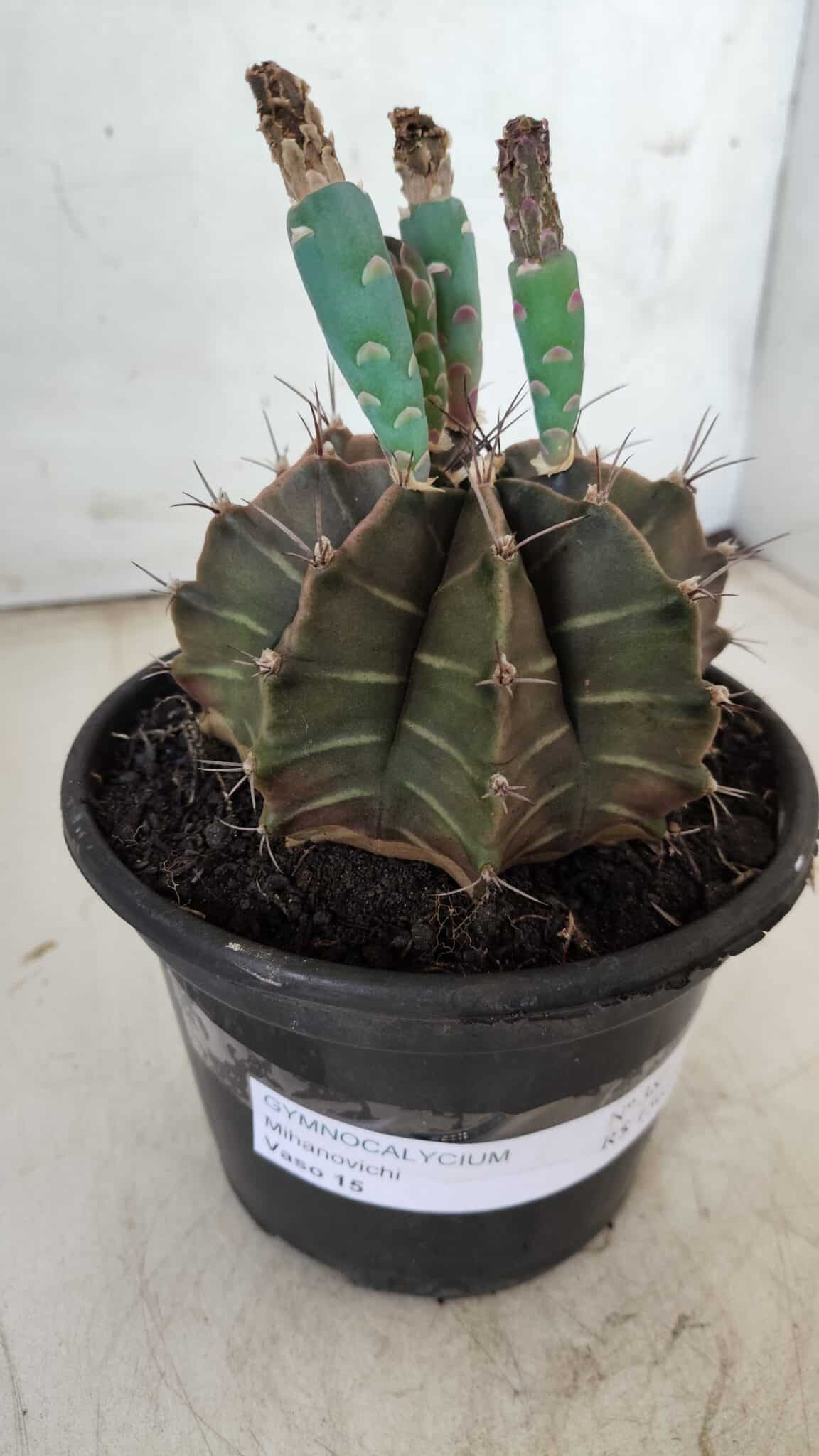 Gymnocalycium Mihanovichii  Nº 387 – vaso 15