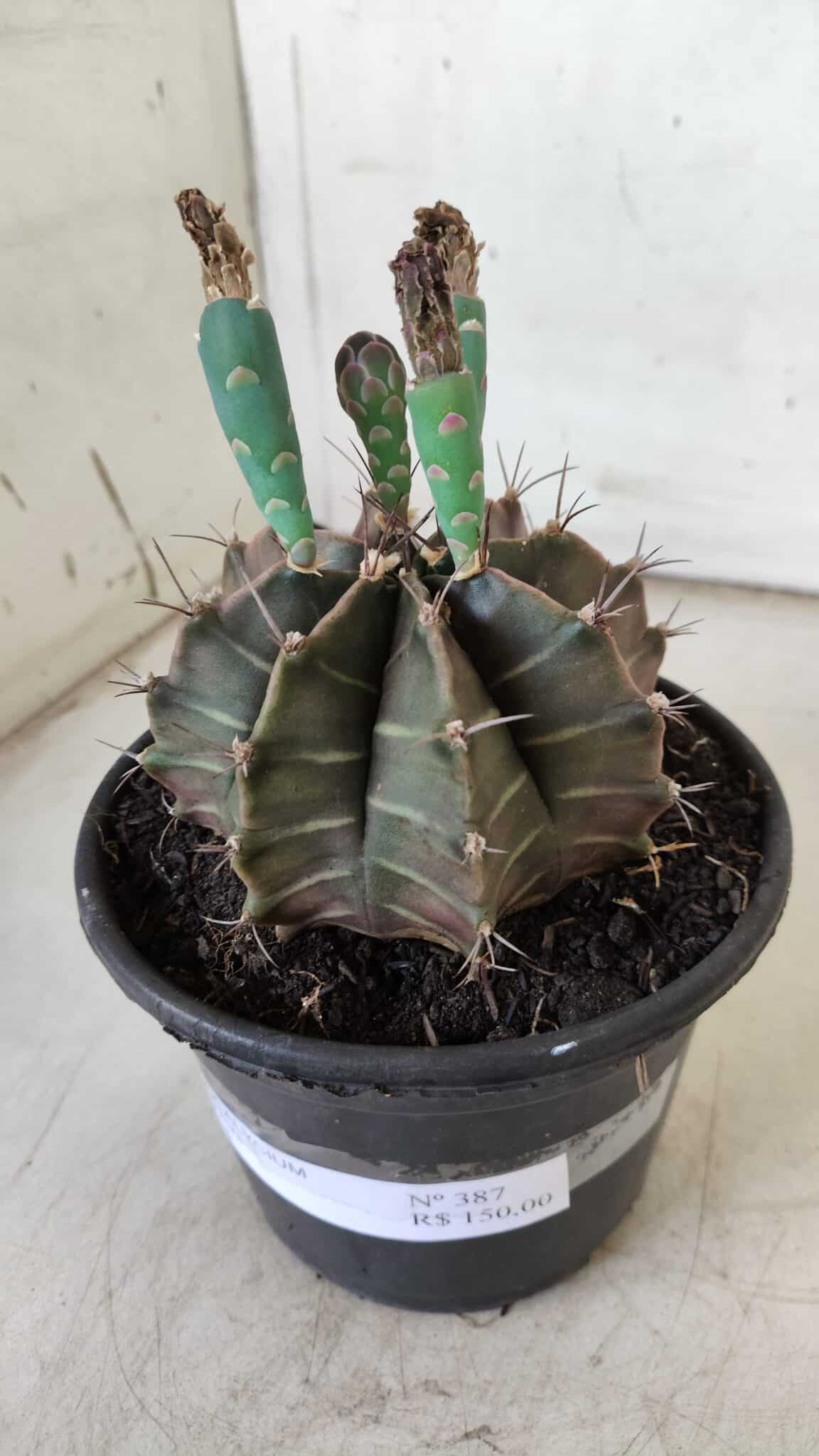 Gymnocalycium Mihanovichii  Nº 387 – vaso 15