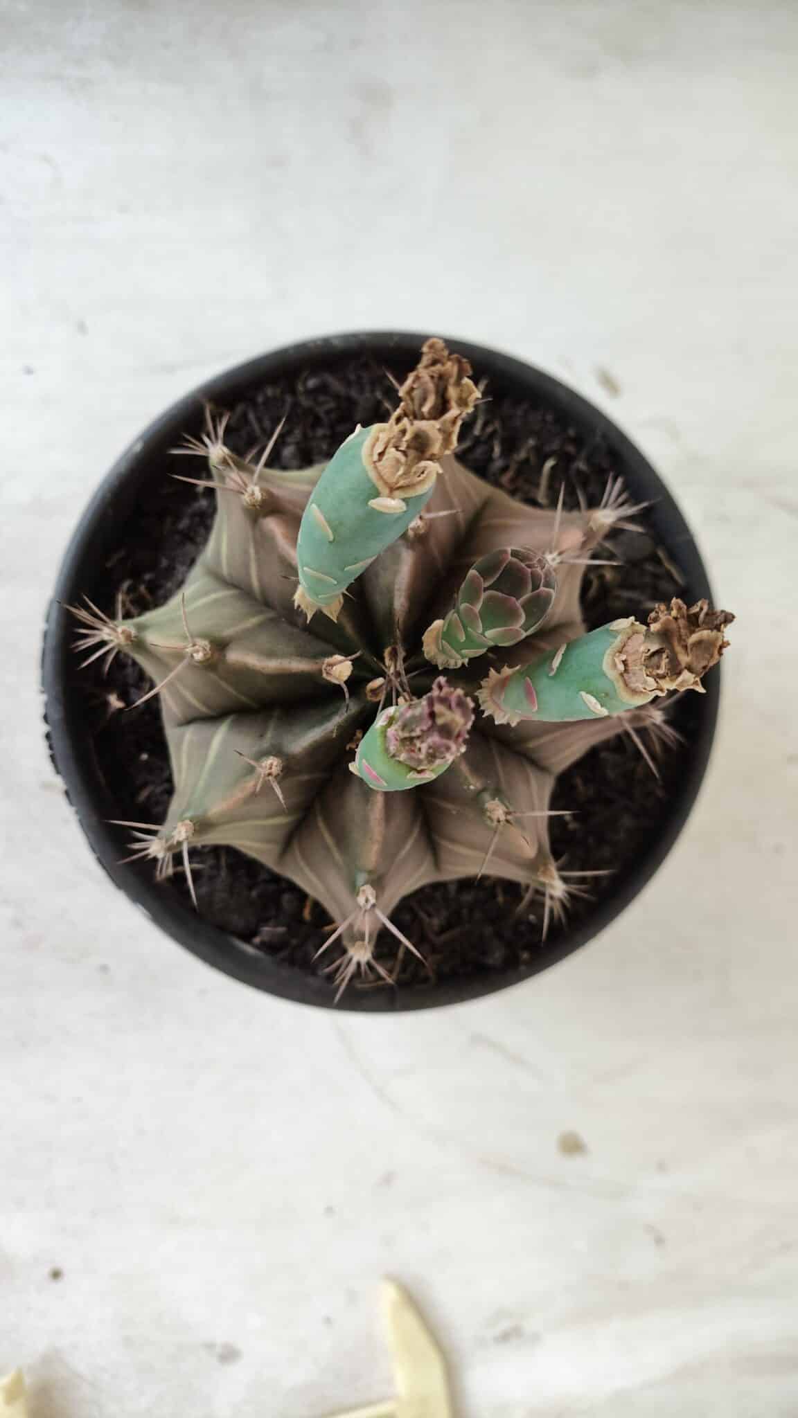 Gymnocalycium Mihanovichii  Nº 387 – vaso 15