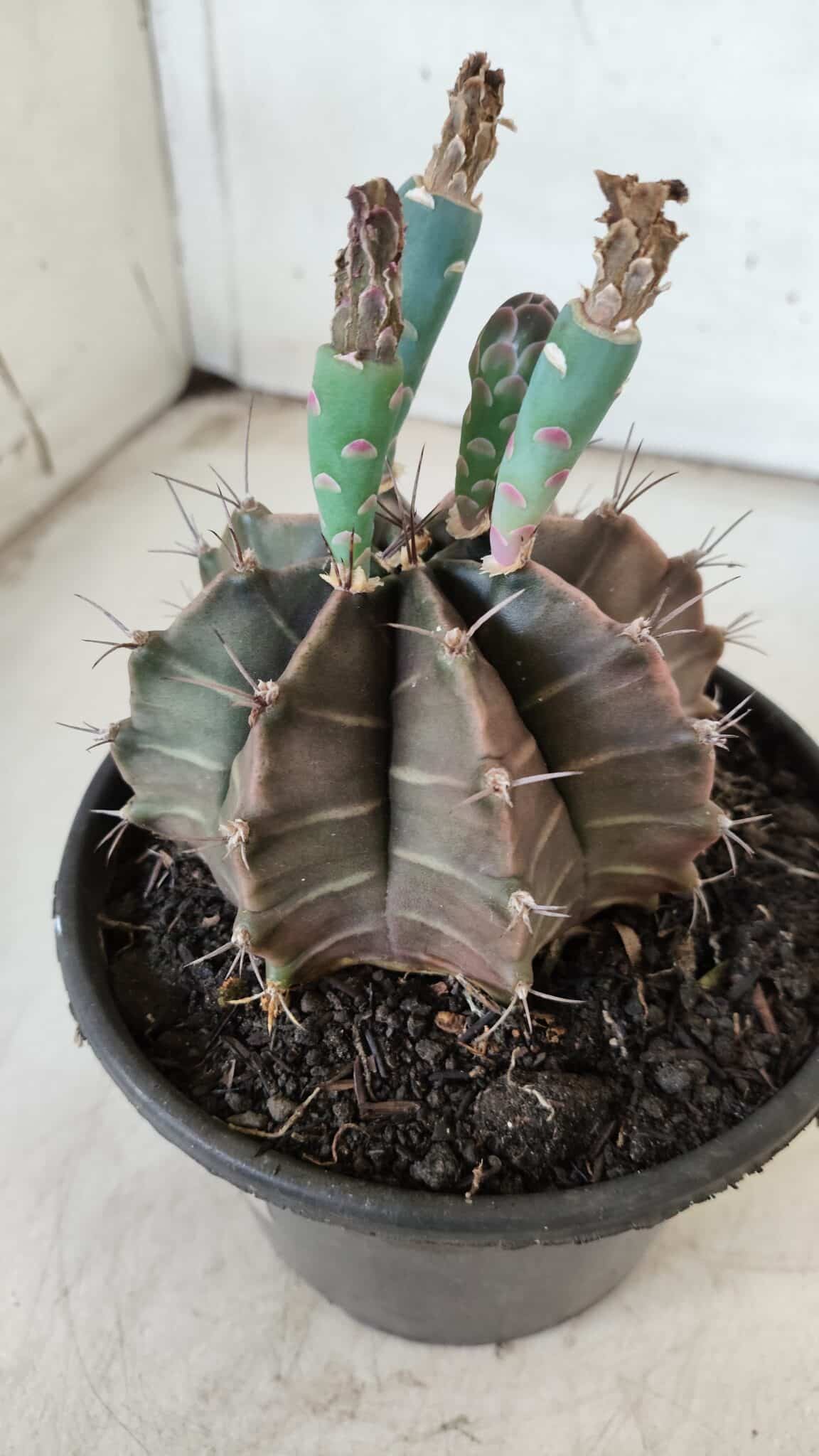 Gymnocalycium Mihanovichii  Nº 387 – vaso 15