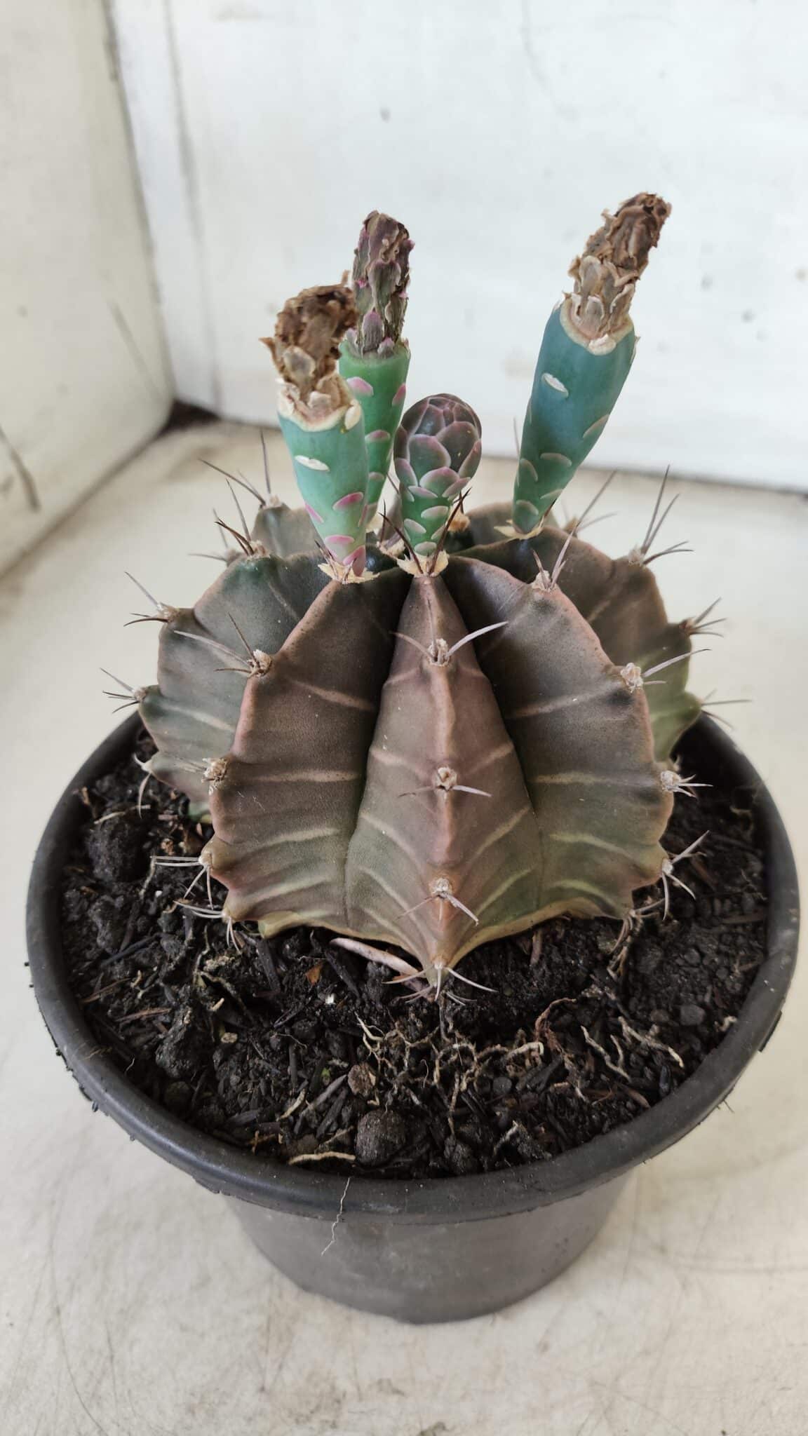 Gymnocalycium Mihanovichii  Nº 387 – vaso 15