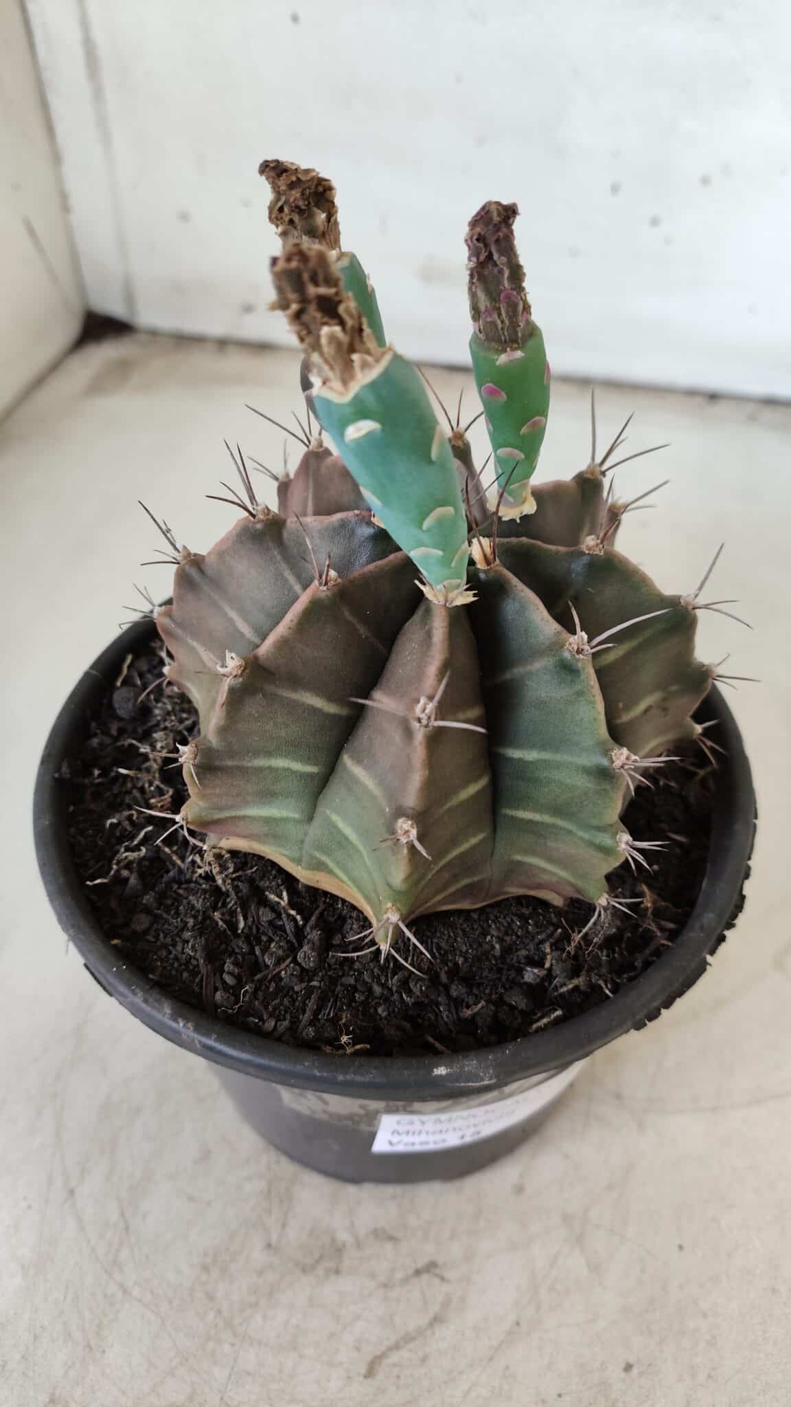 Gymnocalycium Mihanovichii  Nº 387 – vaso 15