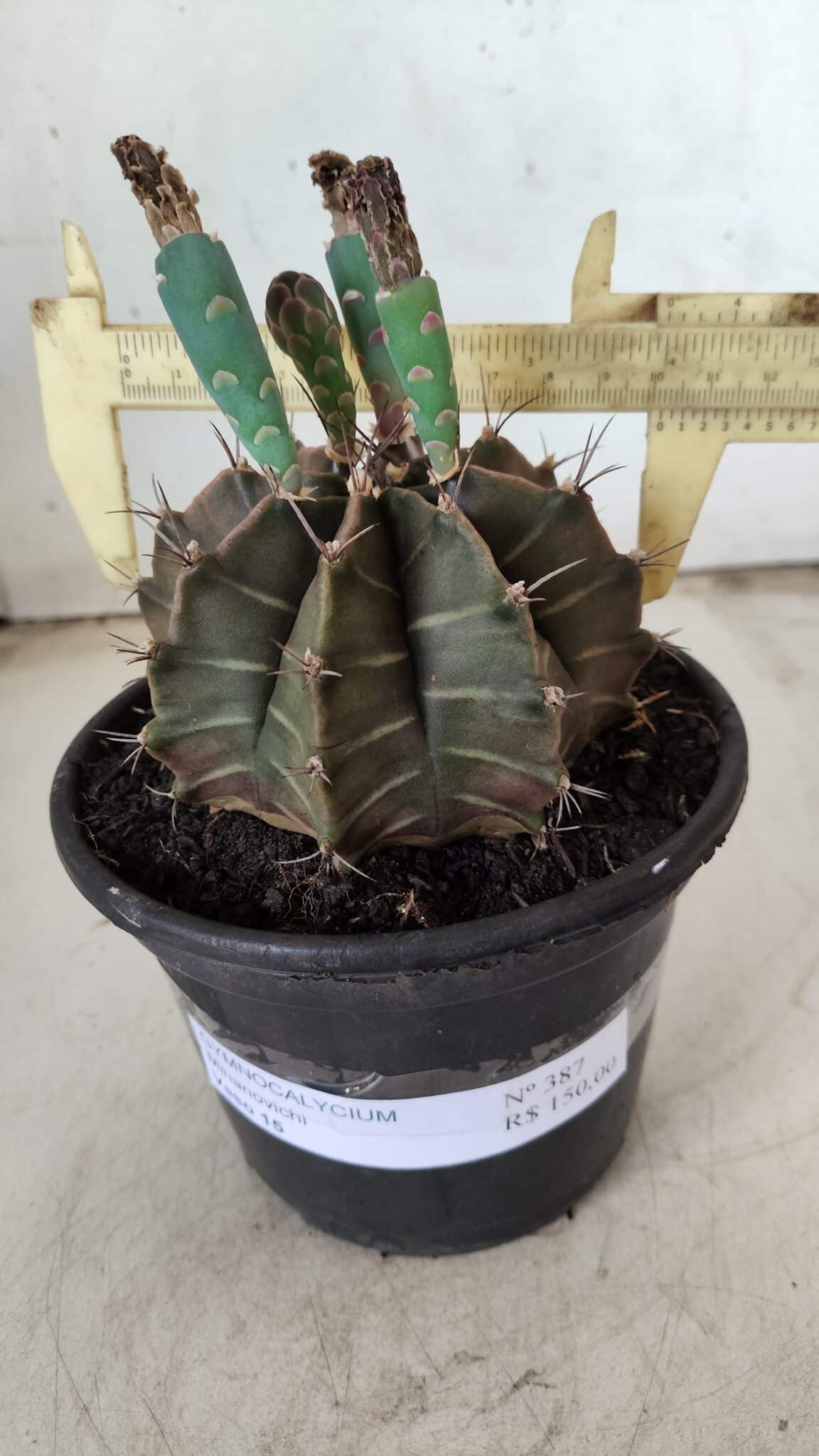 Gymnocalycium Mihanovichii  Nº 387 – vaso 15