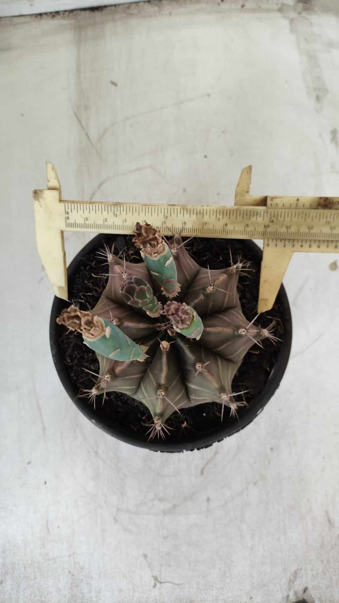 Gymnocalycium Mihanovichii  Nº 387 – vaso 15