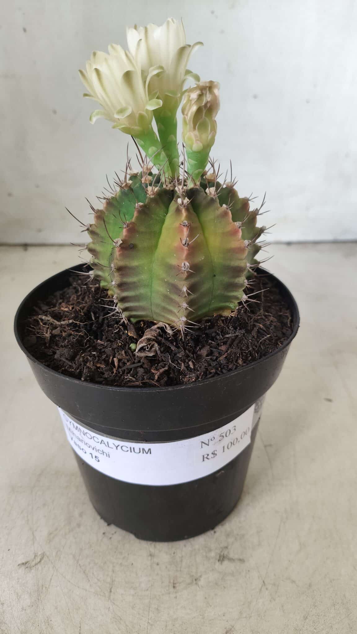 Gymnocalycium Mihanovichii  Nº 503 – vaso 15