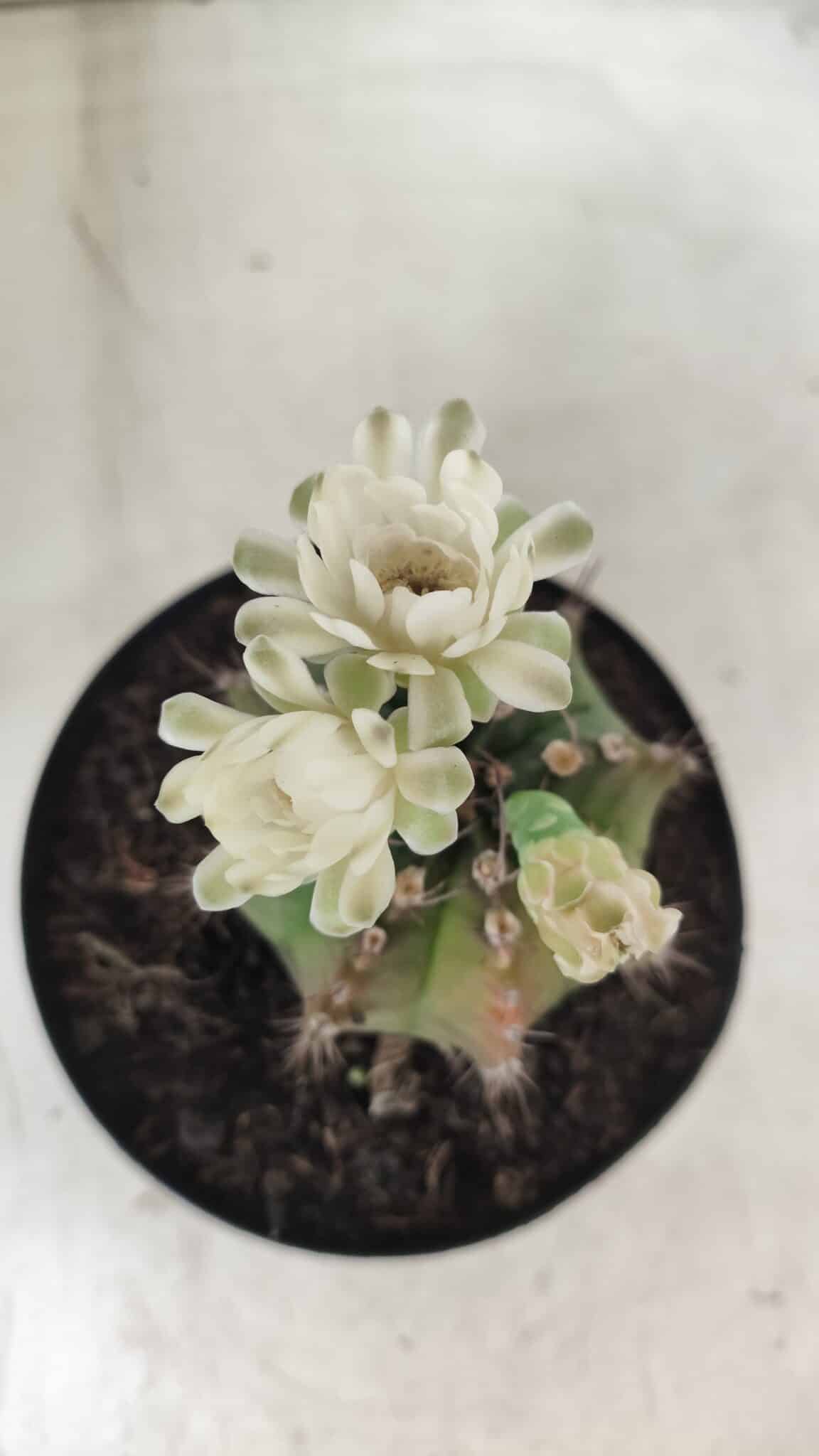 Gymnocalycium Mihanovichii  Nº 503 – vaso 15