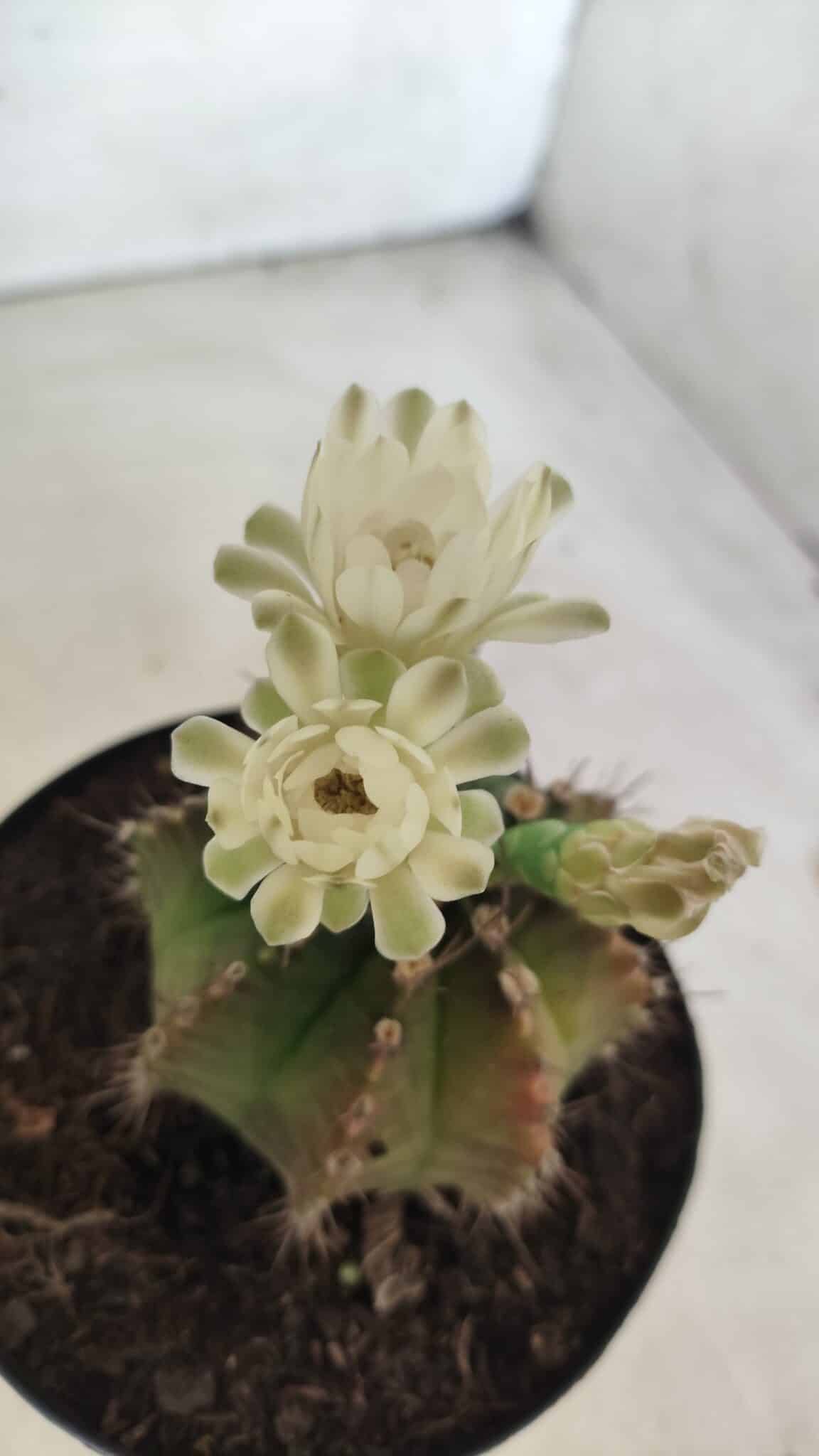 Gymnocalycium Mihanovichii  Nº 503 – vaso 15
