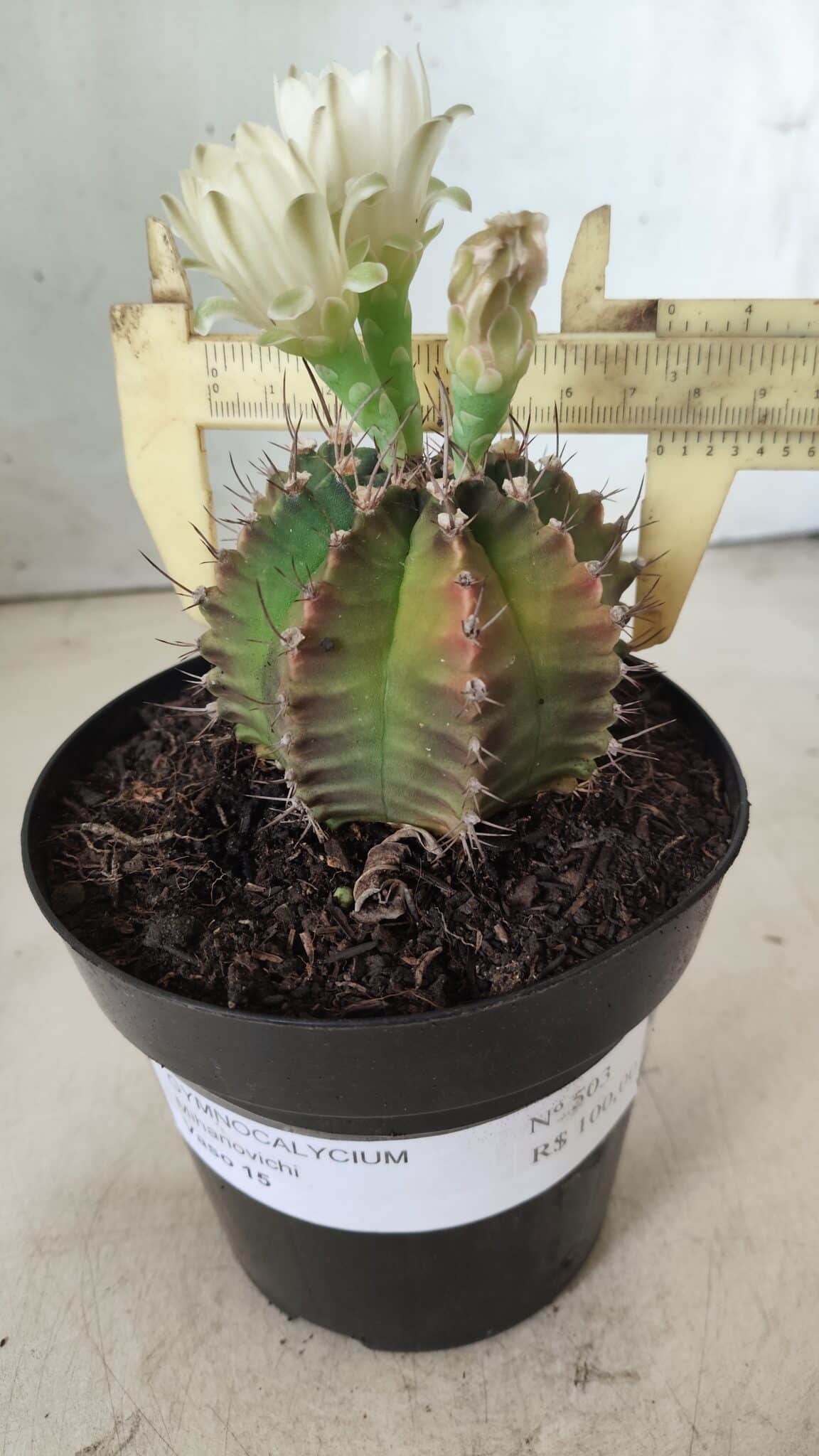 Gymnocalycium Mihanovichii  Nº 503 – vaso 15