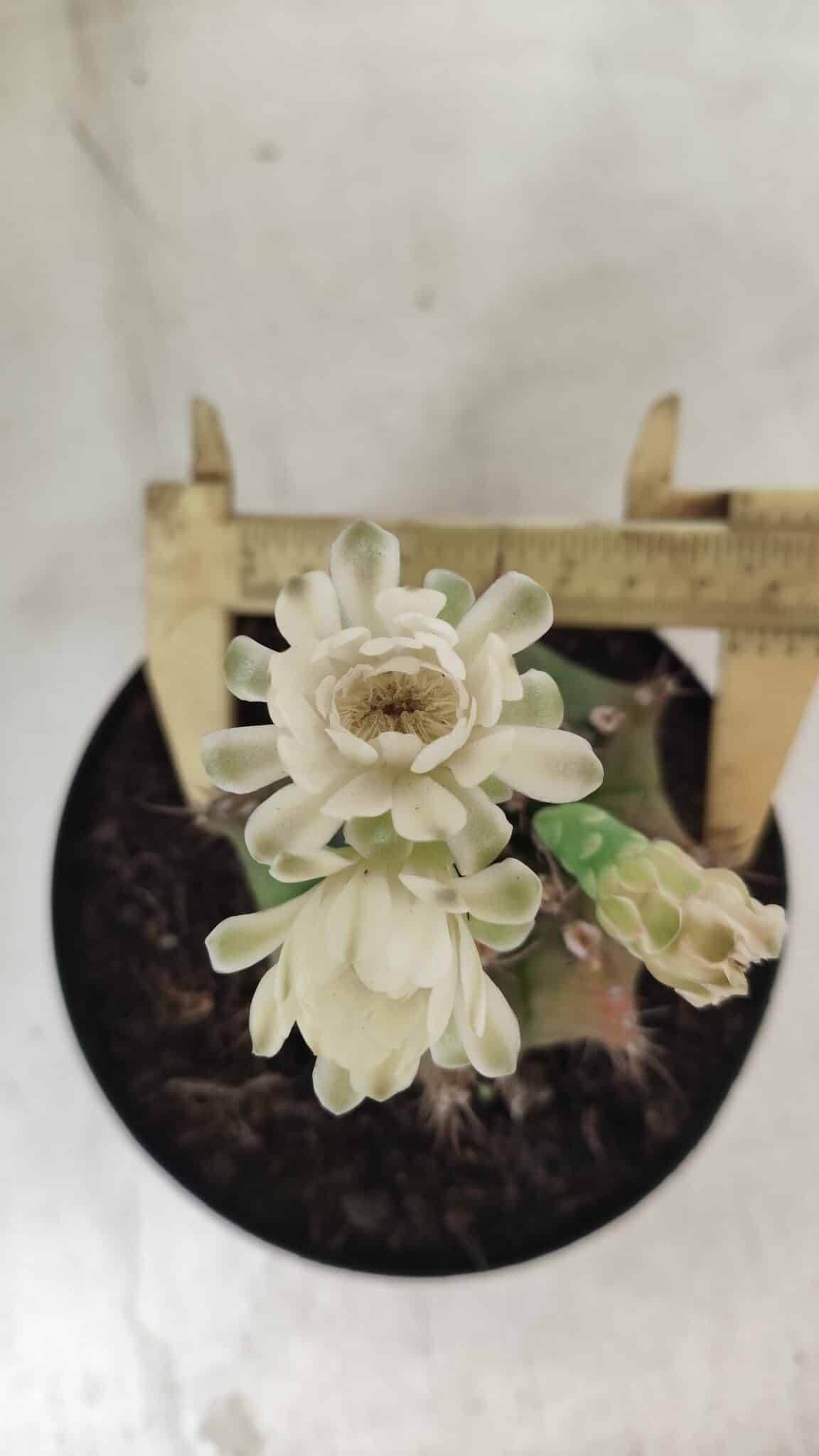Gymnocalycium Mihanovichii  Nº 503 – vaso 15