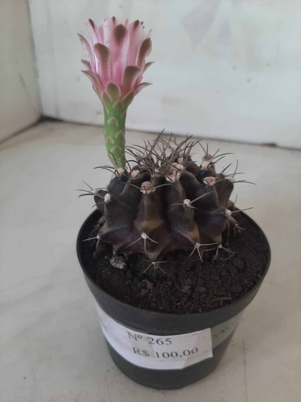 Gymnocalycium Mihanovichii “Purple” Nº 265 – vaso 09