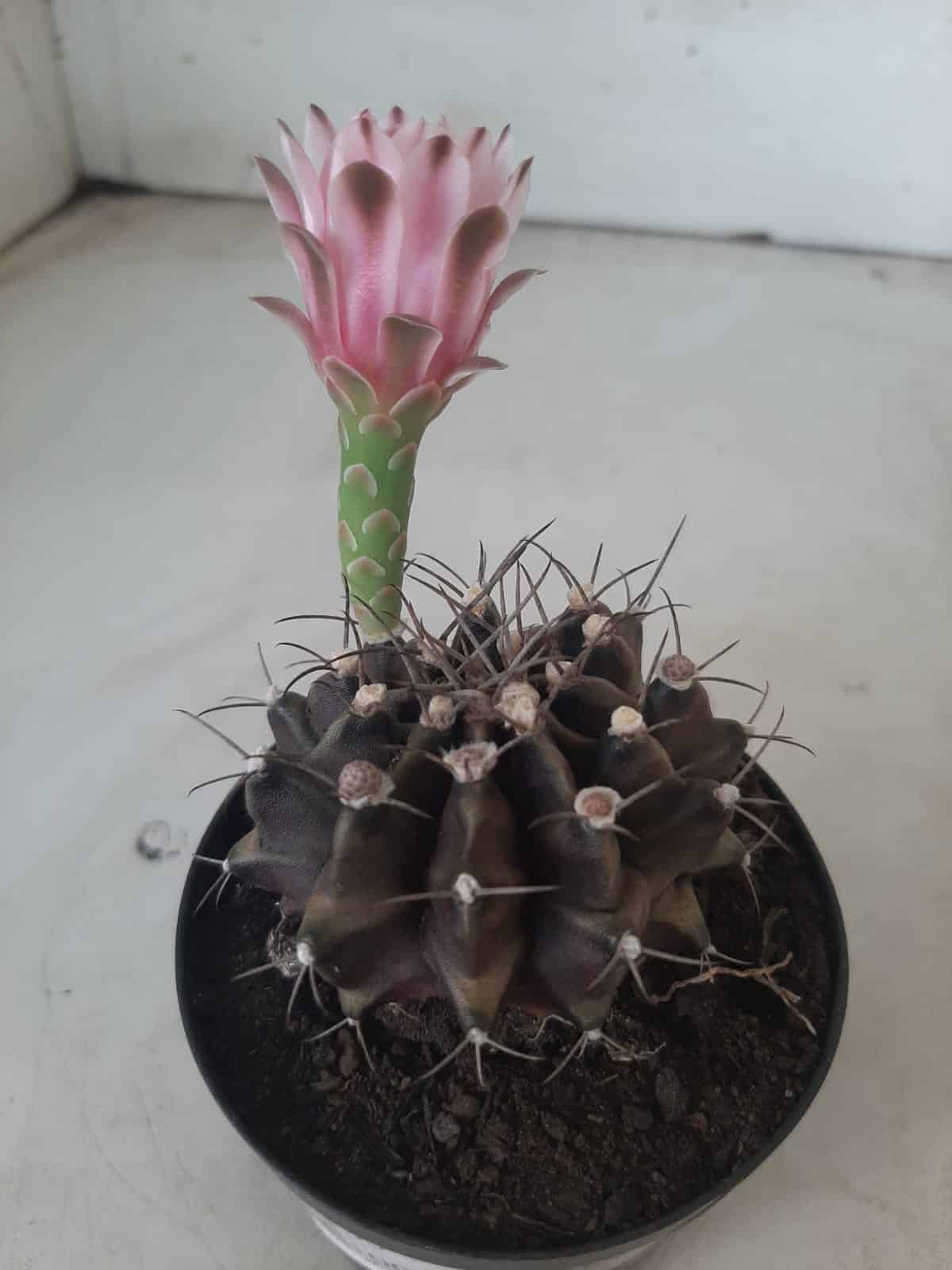 Gymnocalycium Mihanovichii “Purple” Nº 265 – vaso 09