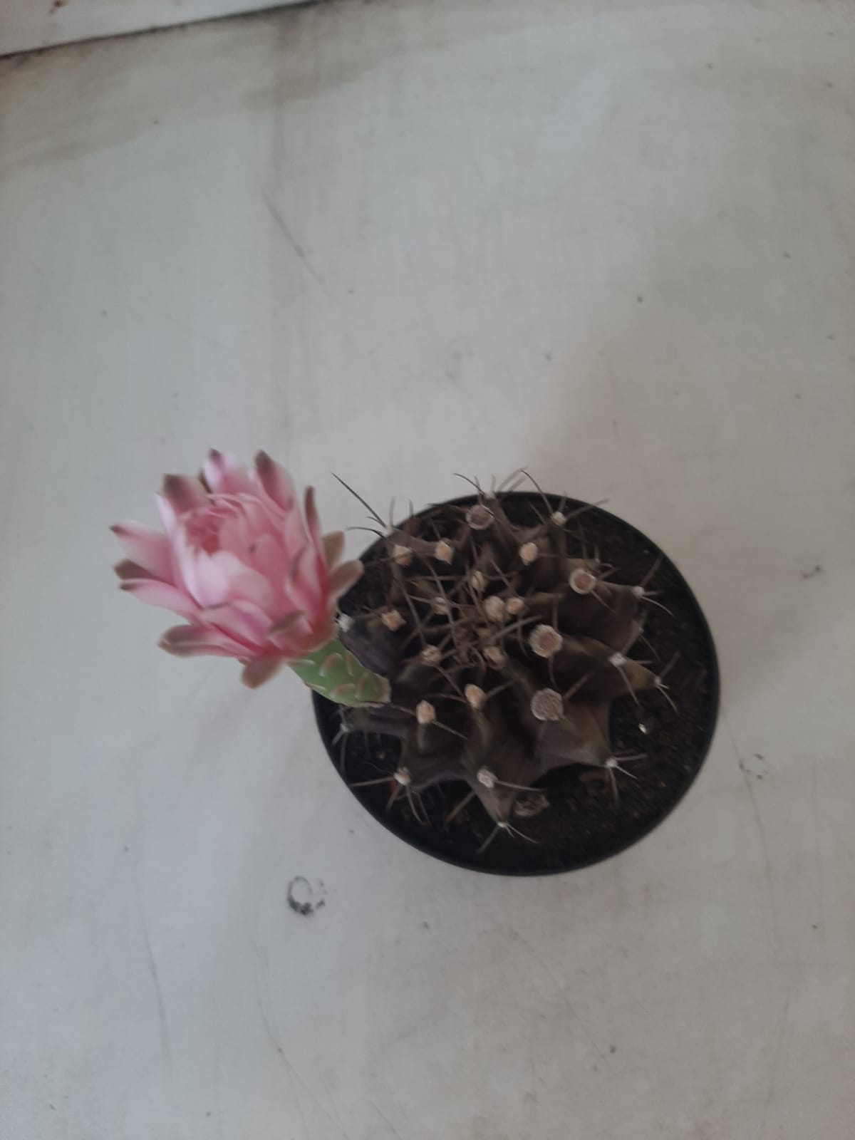 Gymnocalycium Mihanovichii “Purple” Nº 265 – vaso 09
