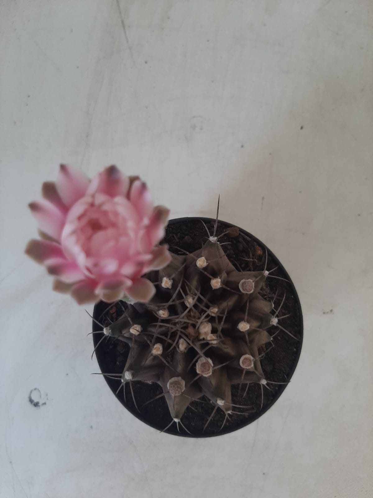 Gymnocalycium Mihanovichii “Purple” Nº 265 – vaso 09