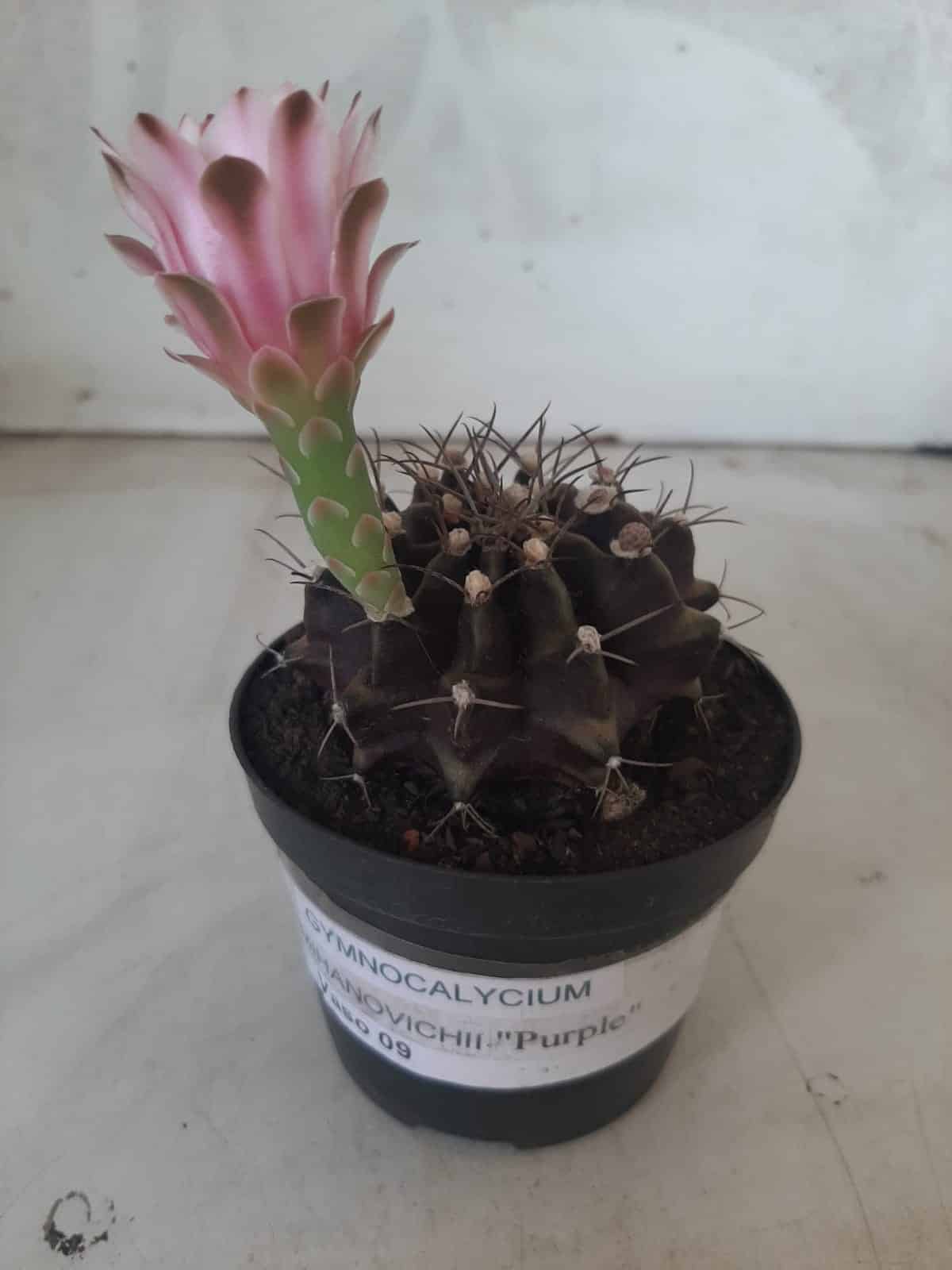 Gymnocalycium Mihanovichii “Purple” Nº 265 – vaso 09