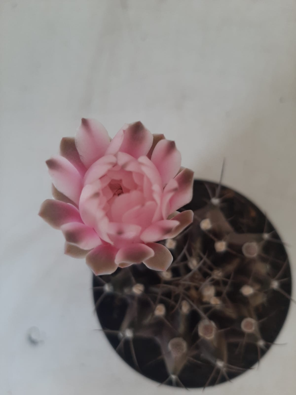 Gymnocalycium Mihanovichii “Purple” Nº 265 – vaso 09