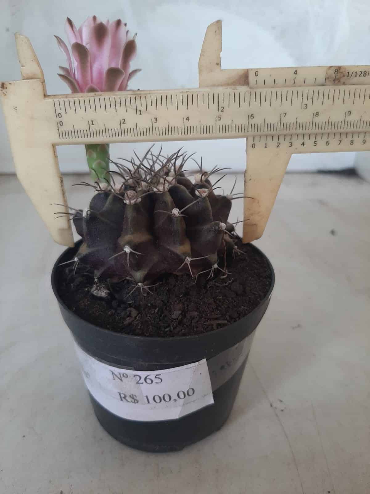 Gymnocalycium Mihanovichii “Purple” Nº 265 – vaso 09