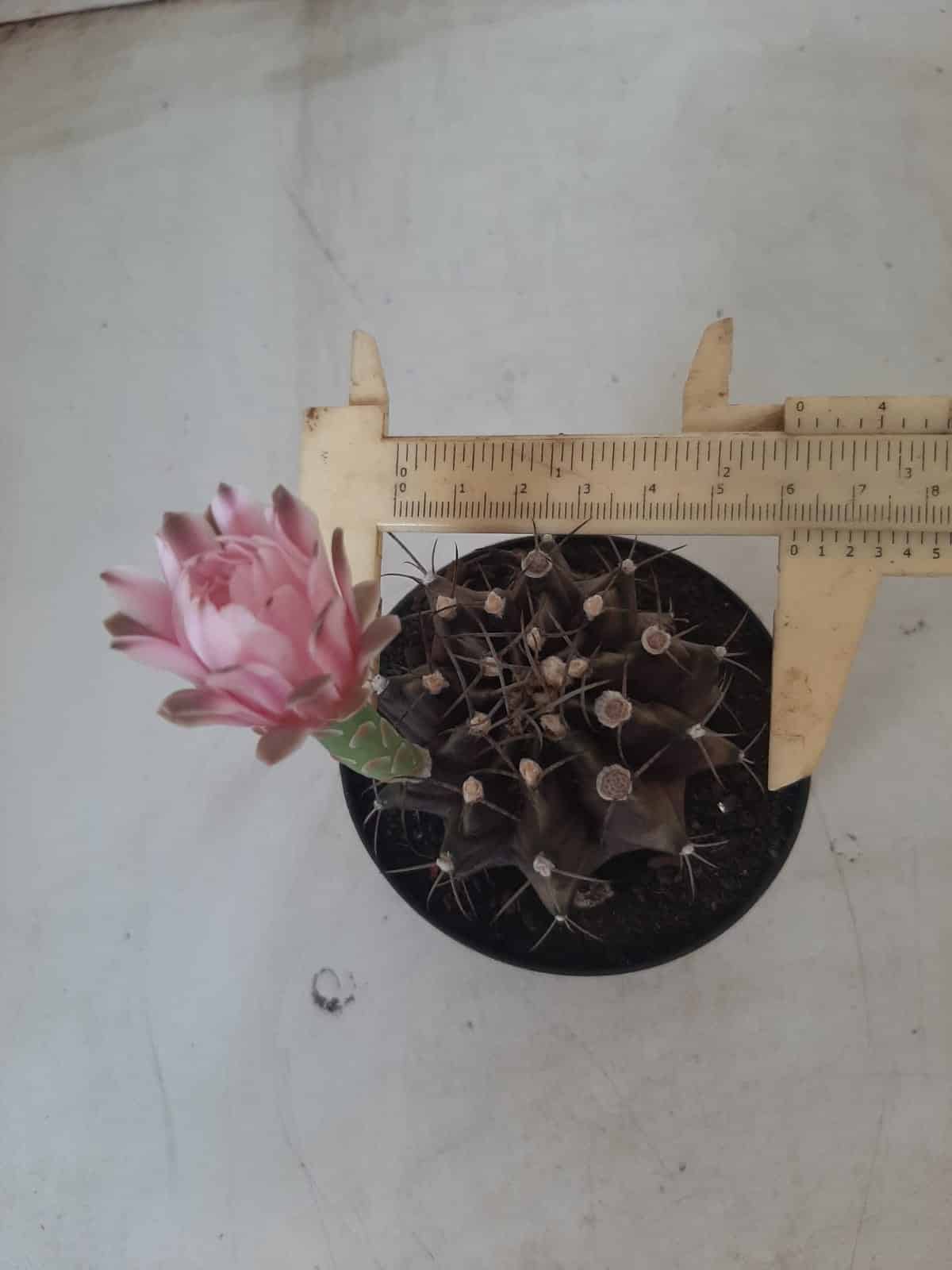 Gymnocalycium Mihanovichii “Purple” Nº 265 – vaso 09