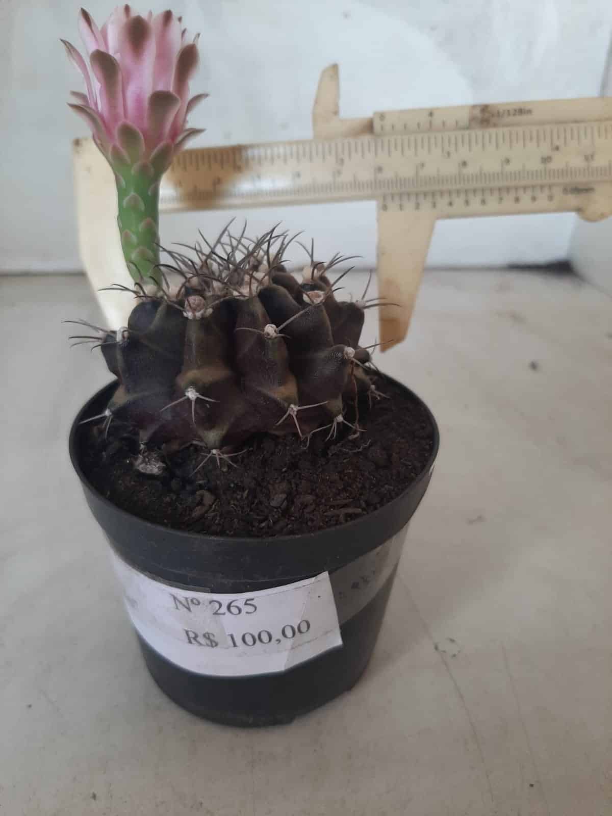 Gymnocalycium Mihanovichii “Purple” Nº 265 – vaso 09