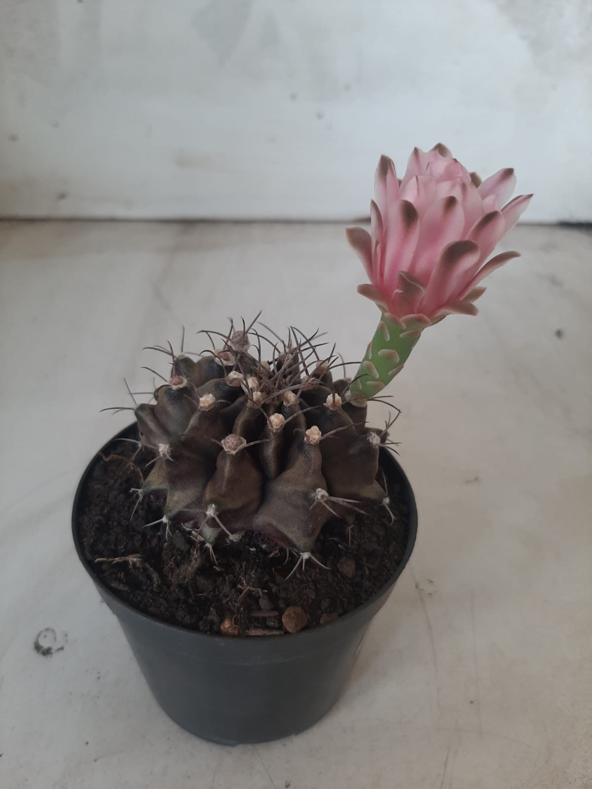Gymnocalycium Mihanovichii “Purple” Nº 265 – vaso 09