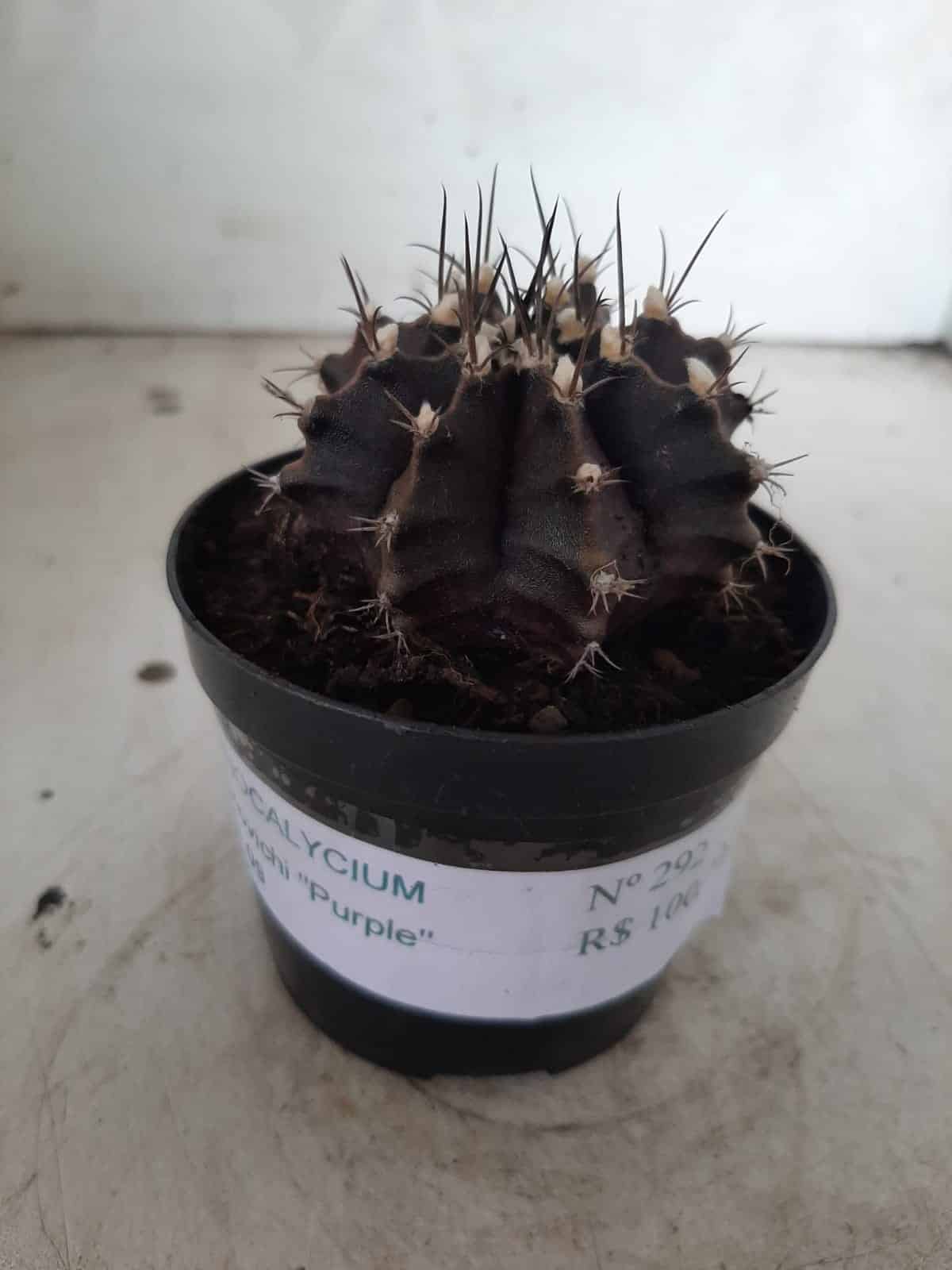 Gymnocalycium Mihanovichii “Purple” Nº 292 – vaso 09