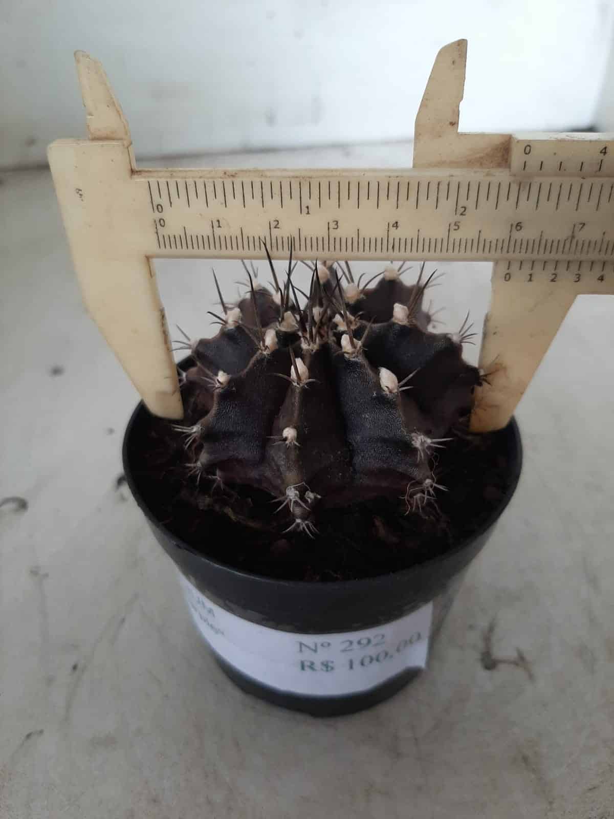 Gymnocalycium Mihanovichii “Purple” Nº 292 – vaso 09