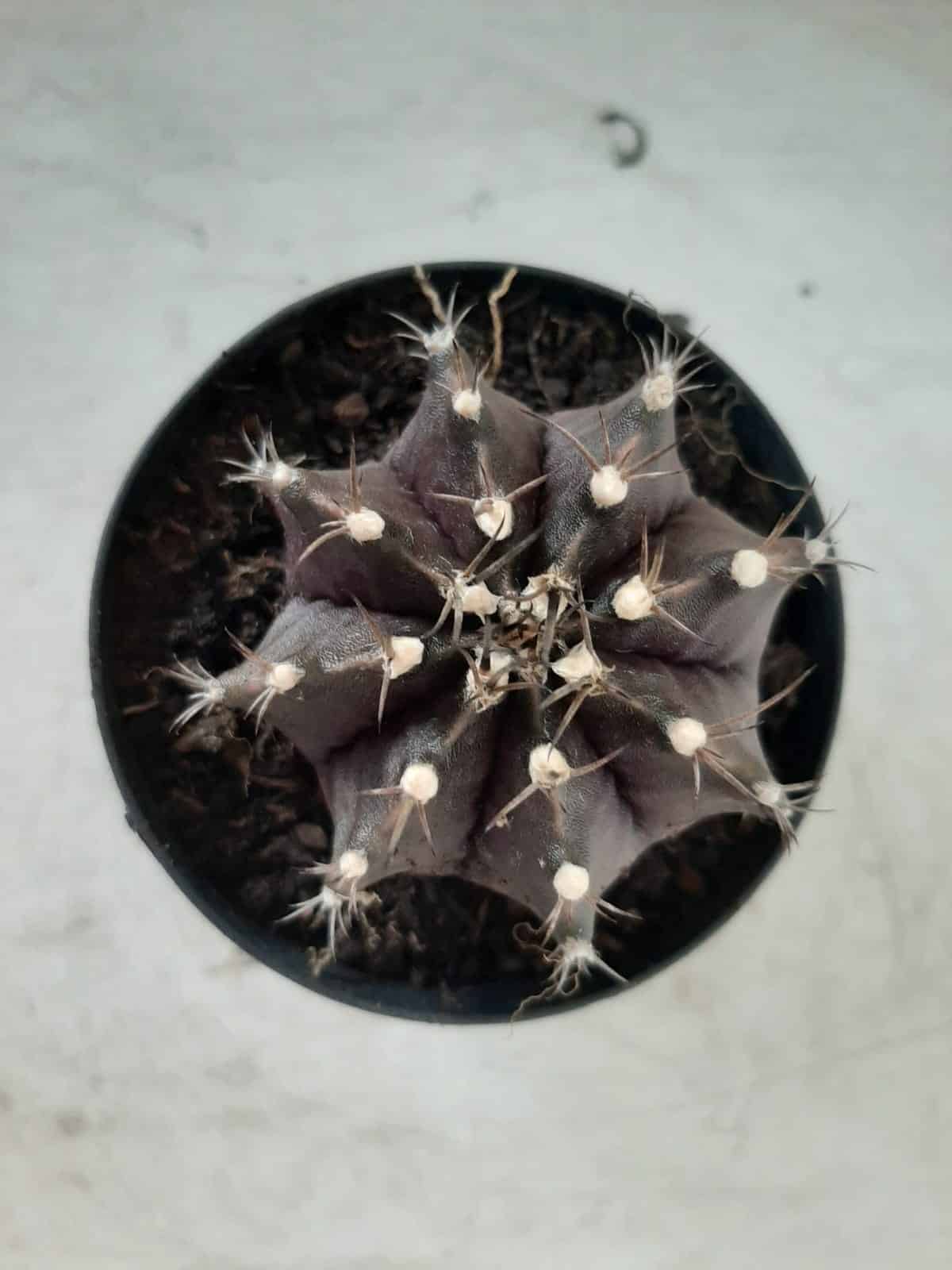 Gymnocalycium Mihanovichii “Purple” Nº 292 – vaso 09