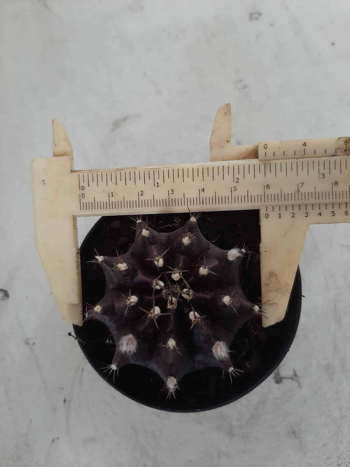 Gymnocalycium Mihanovichii “Purple” Nº 292 – vaso 09
