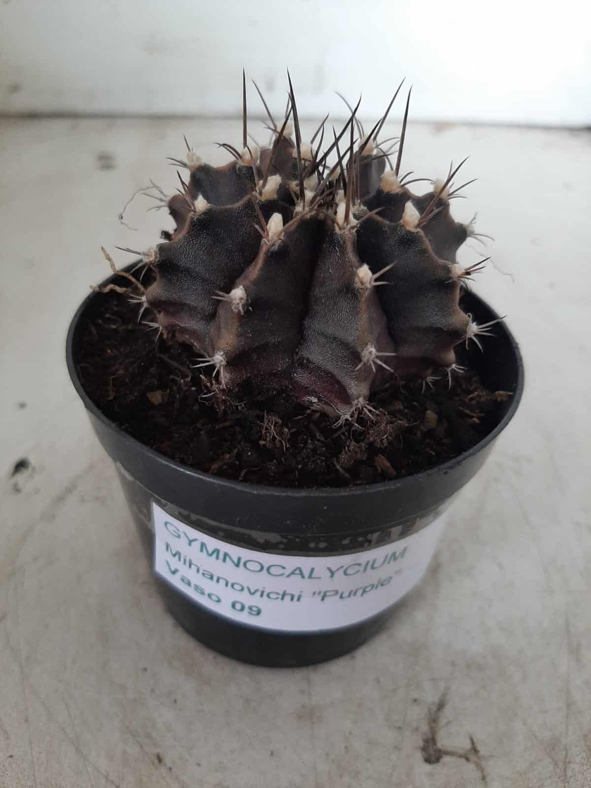 Gymnocalycium Mihanovichii “Purple” Nº 292 – vaso 09