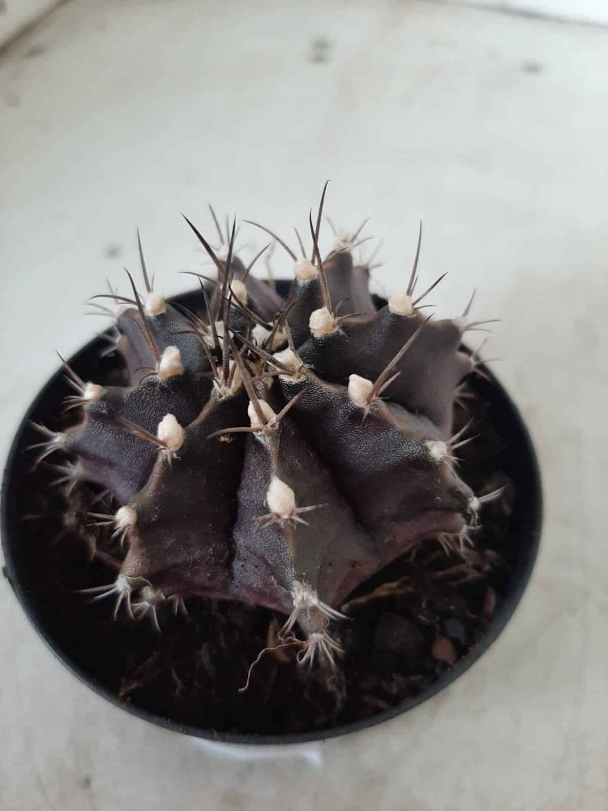 Gymnocalycium Mihanovichii “Purple” Nº 292 – vaso 09
