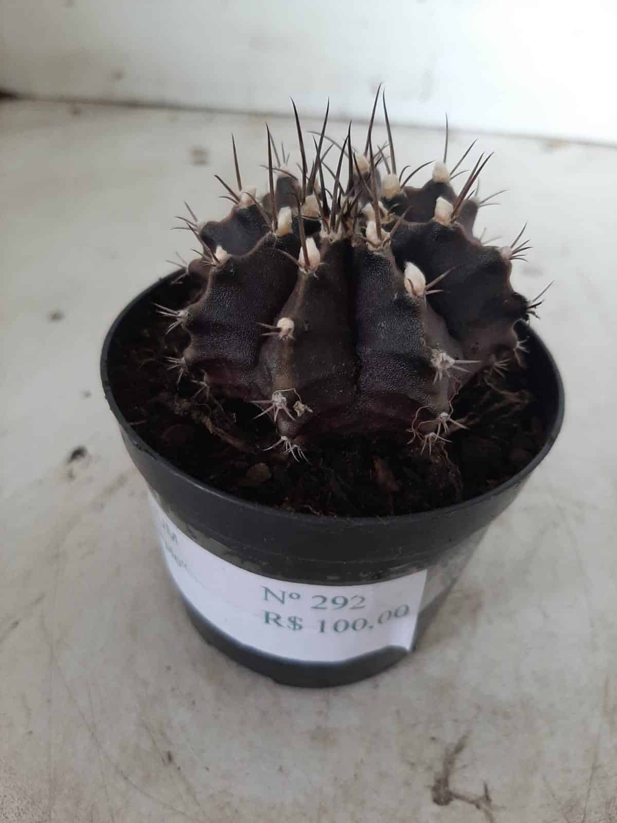 Gymnocalycium Mihanovichii “Purple” Nº 292 – vaso 09
