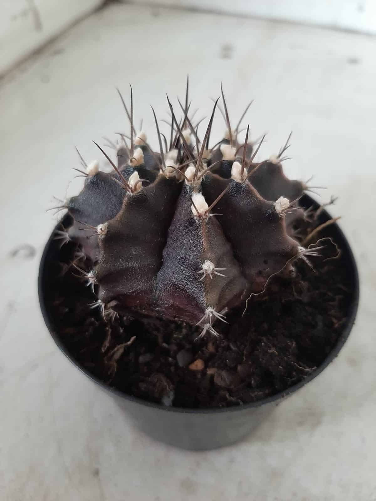 Gymnocalycium Mihanovichii “Purple” Nº 292 – vaso 09