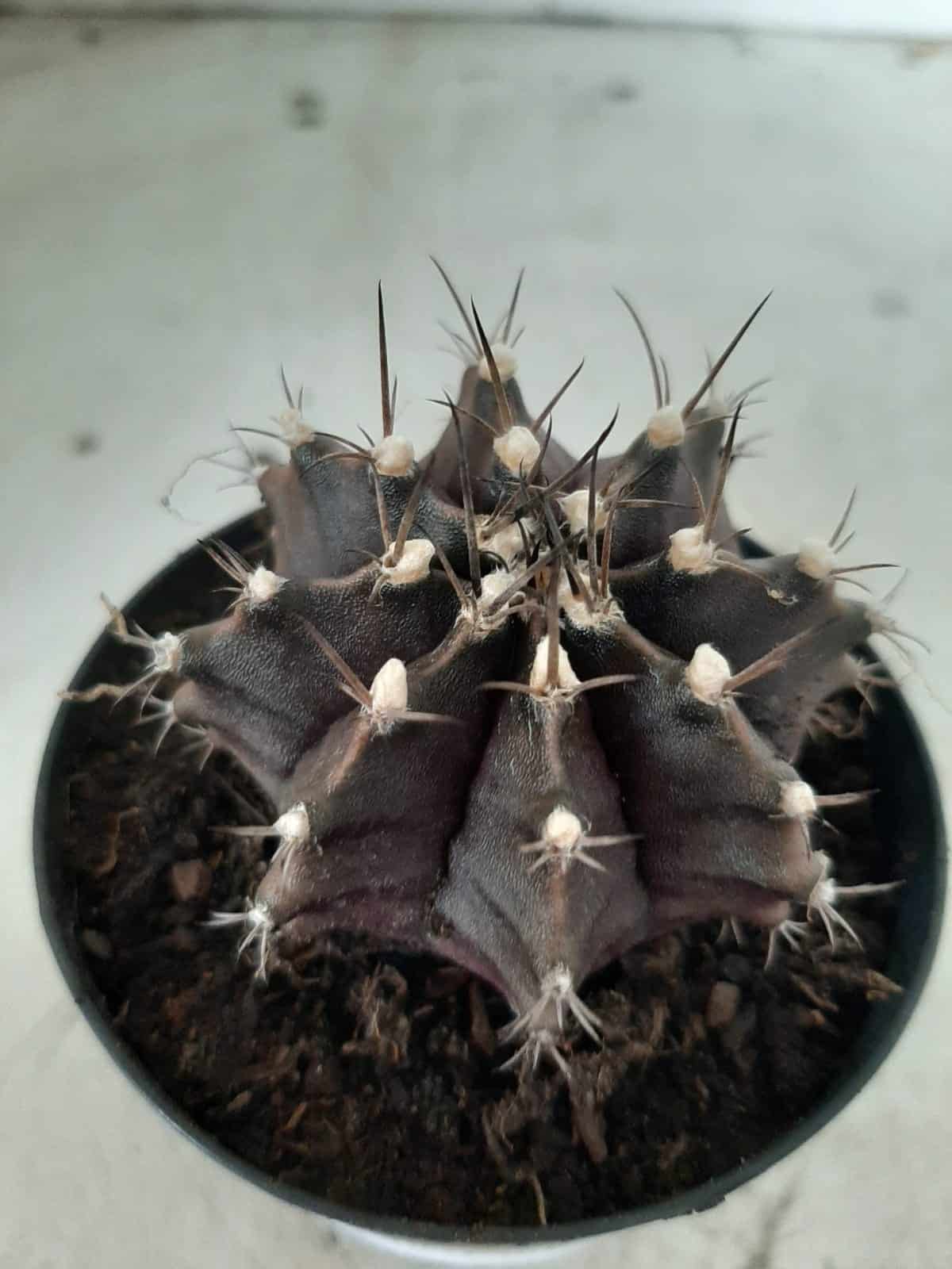 Gymnocalycium Mihanovichii “Purple” Nº 292 – vaso 09