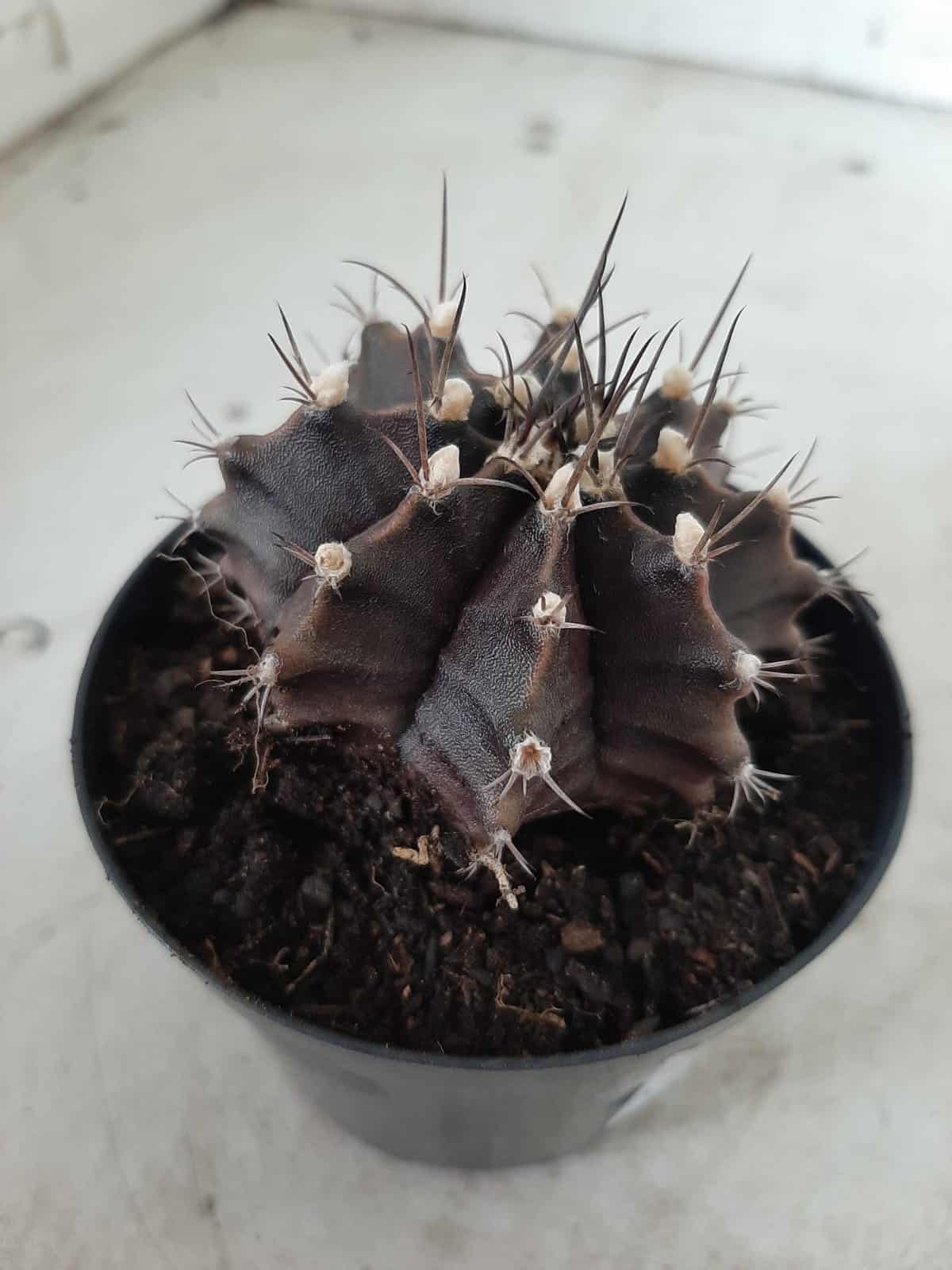 Gymnocalycium Mihanovichii “Purple” Nº 292 – vaso 09