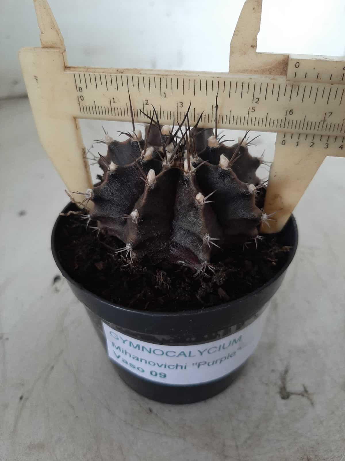 Gymnocalycium Mihanovichii “Purple” Nº 292 – vaso 09