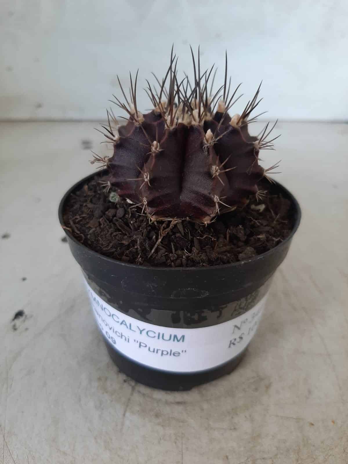 Gymnocalycium Mihanovichii “Purple” Nº 341 – vaso 09