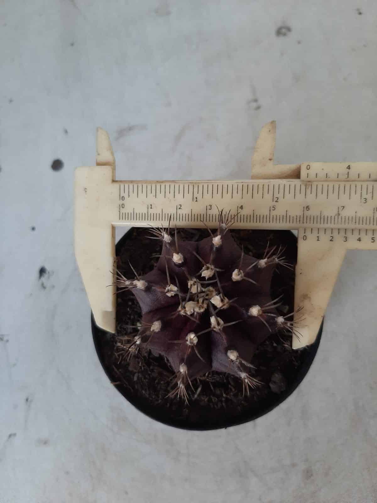 Gymnocalycium Mihanovichii “Purple” Nº 341 – vaso 09
