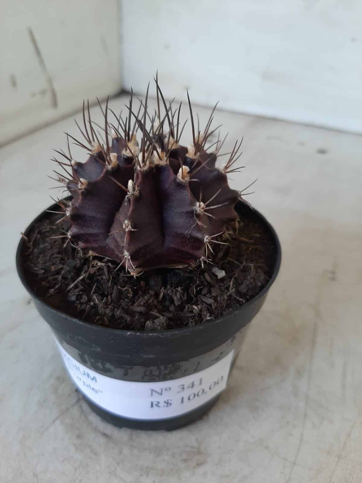Gymnocalycium Mihanovichii “Purple” Nº 341 – vaso 09